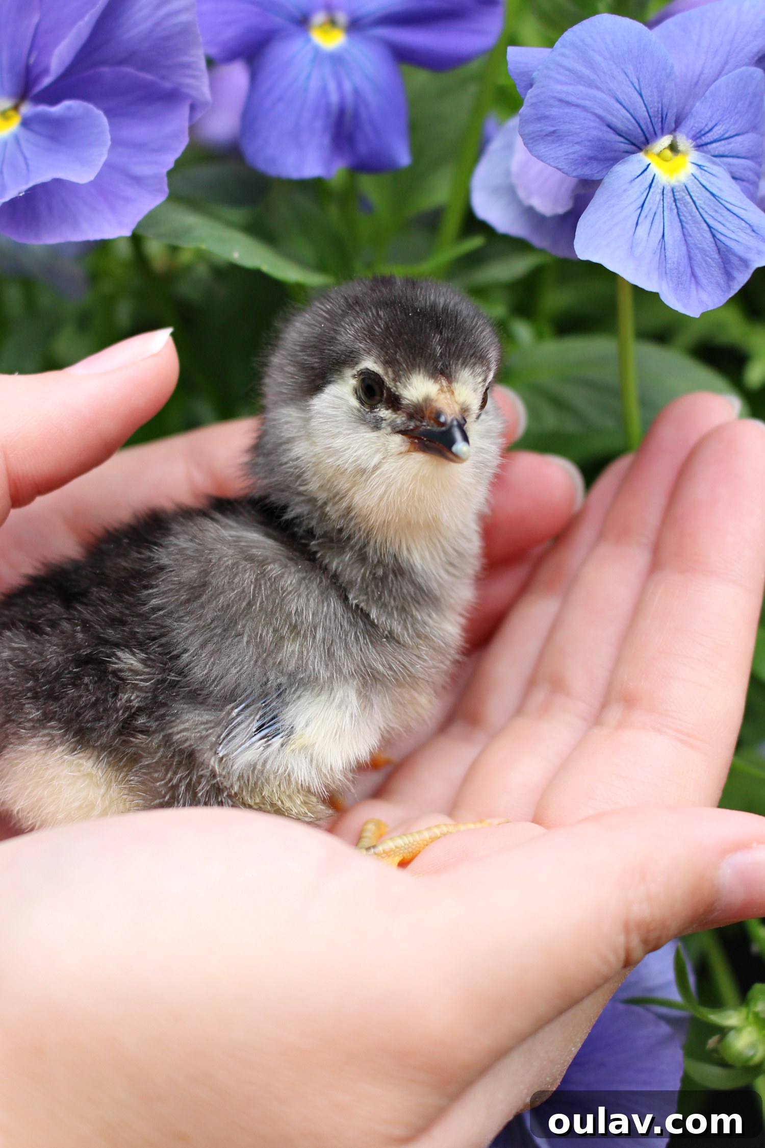 Life Under Her Wings: A Broody Hen's Hatch 4 Day Old Chick Photos