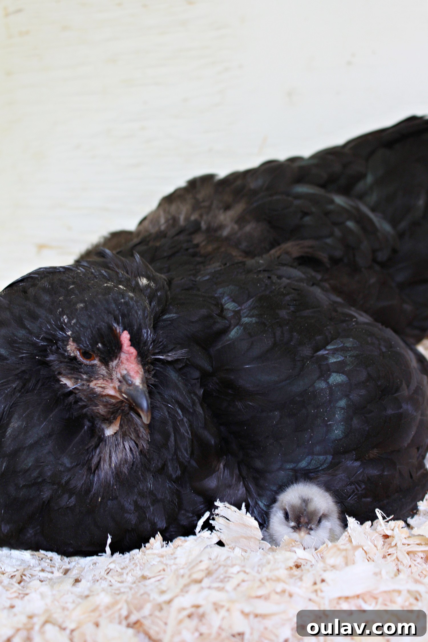 Life Under Her Wings: A Broody Hen's Hatch 6 Mama Hen and her Chick