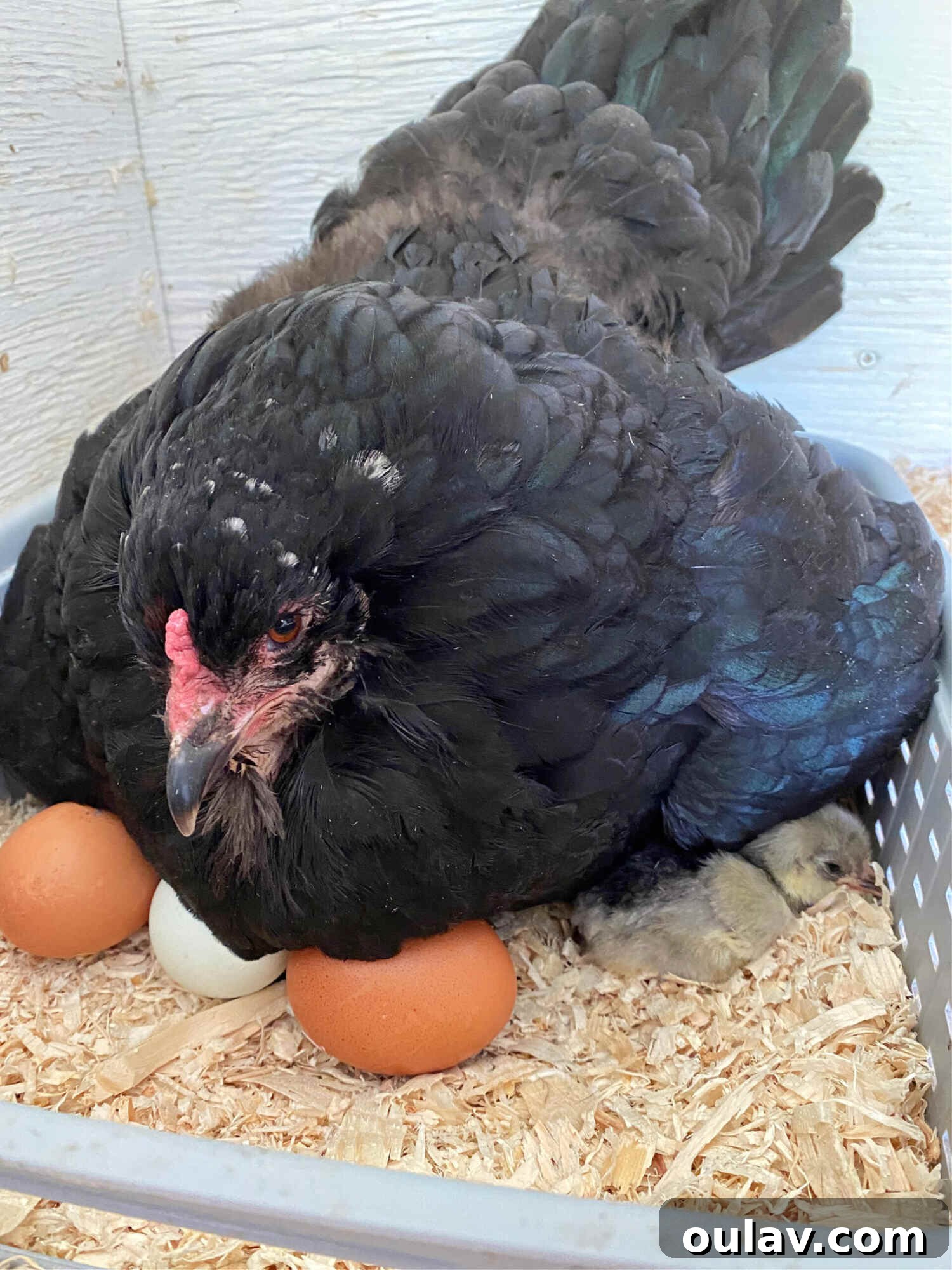 Life Under Her Wings: A Broody Hen's Hatch 7 Hatching Eggs with My Broody Hen