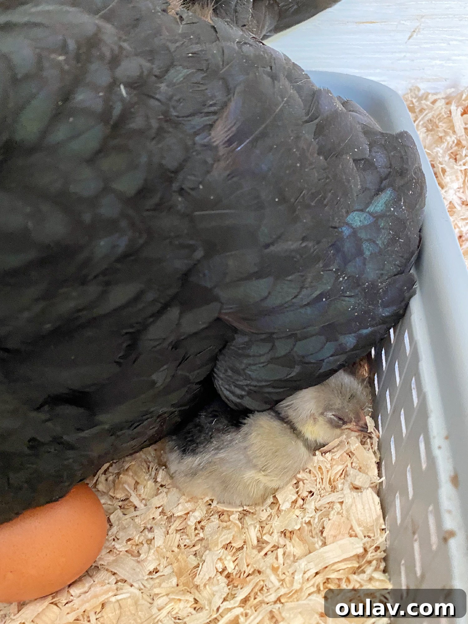 Life Under Her Wings: A Broody Hen's Hatch 8 Hatching Eggs with a Broody Hen