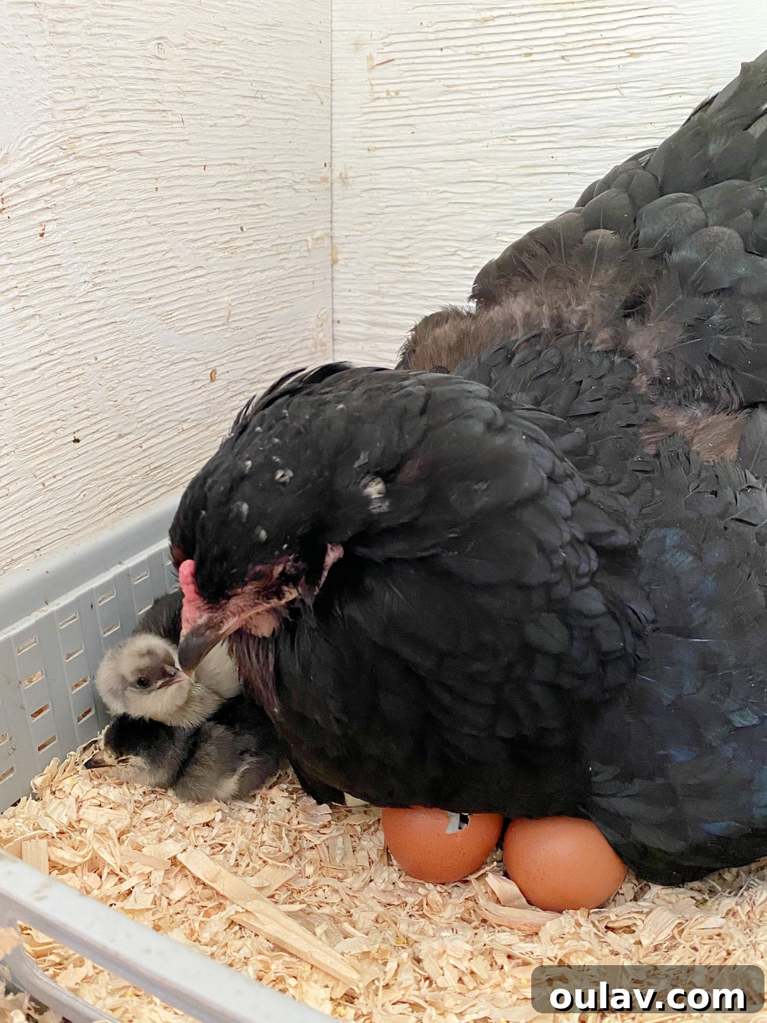 Life Under Her Wings: A Broody Hen's Hatch 9 Hatching Eggs Under Broody Hen