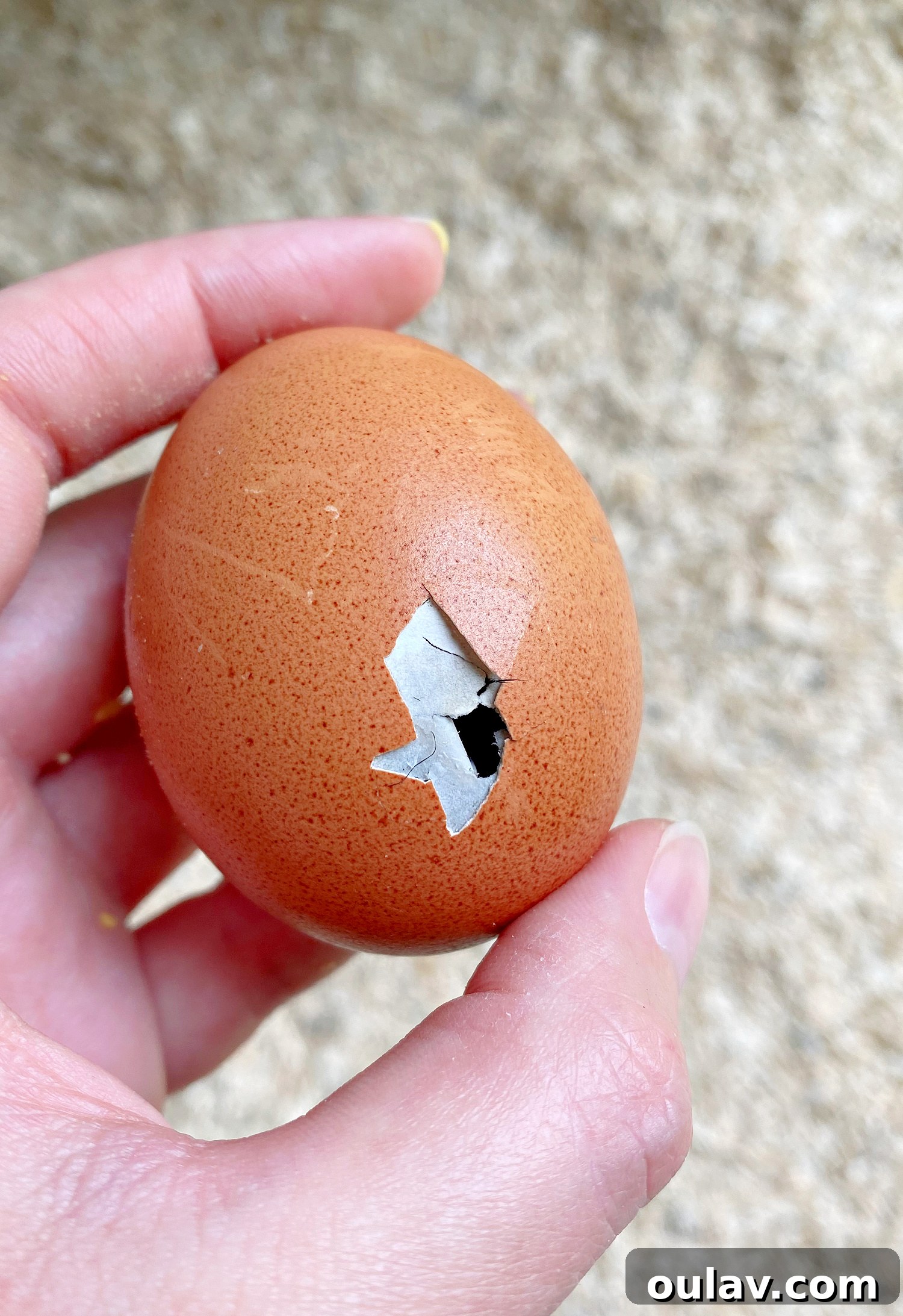 Life Under Her Wings: A Broody Hen's Hatch 10 Chicken Egg Hatching