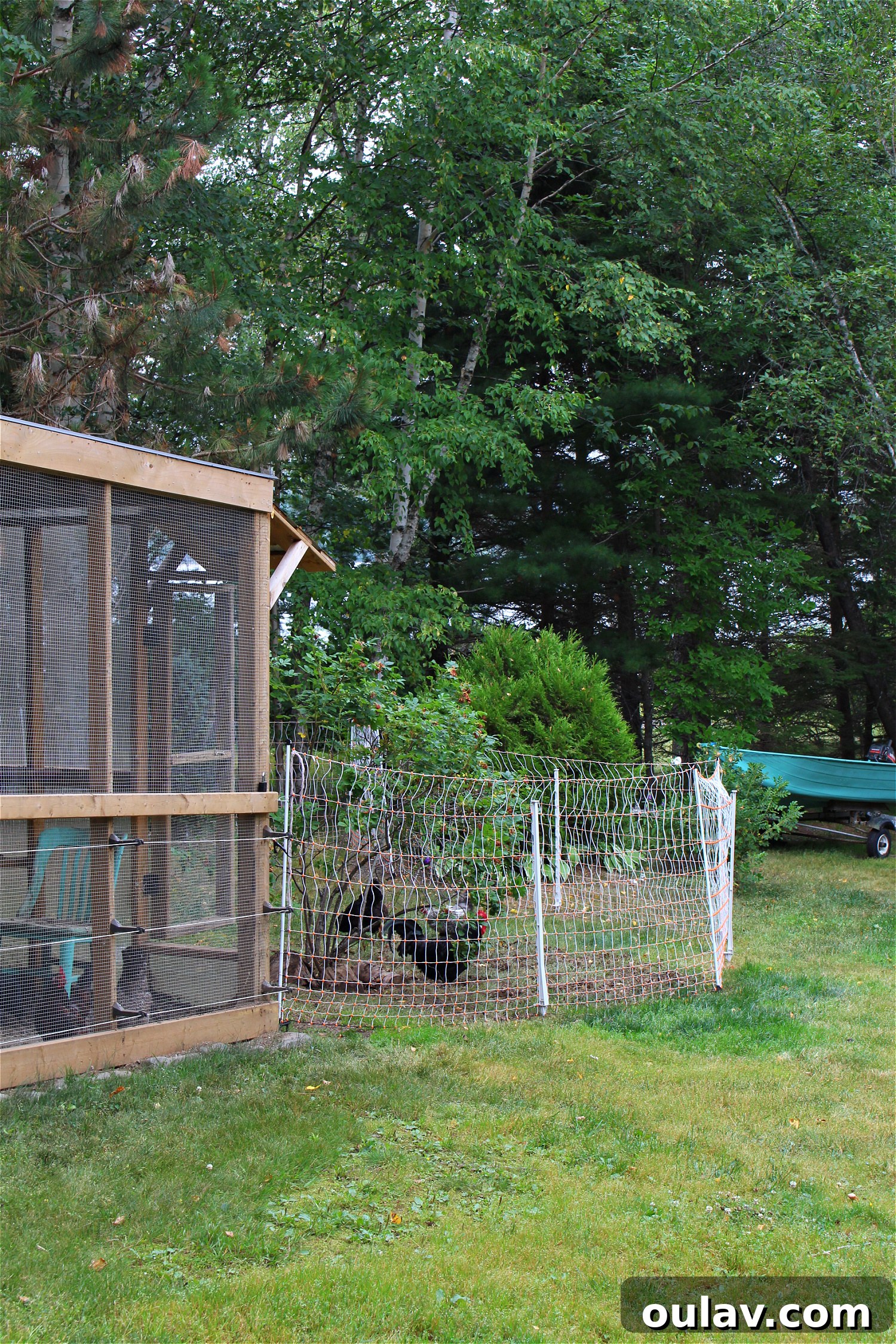 How to Keep Free Ranging Chickens Safe