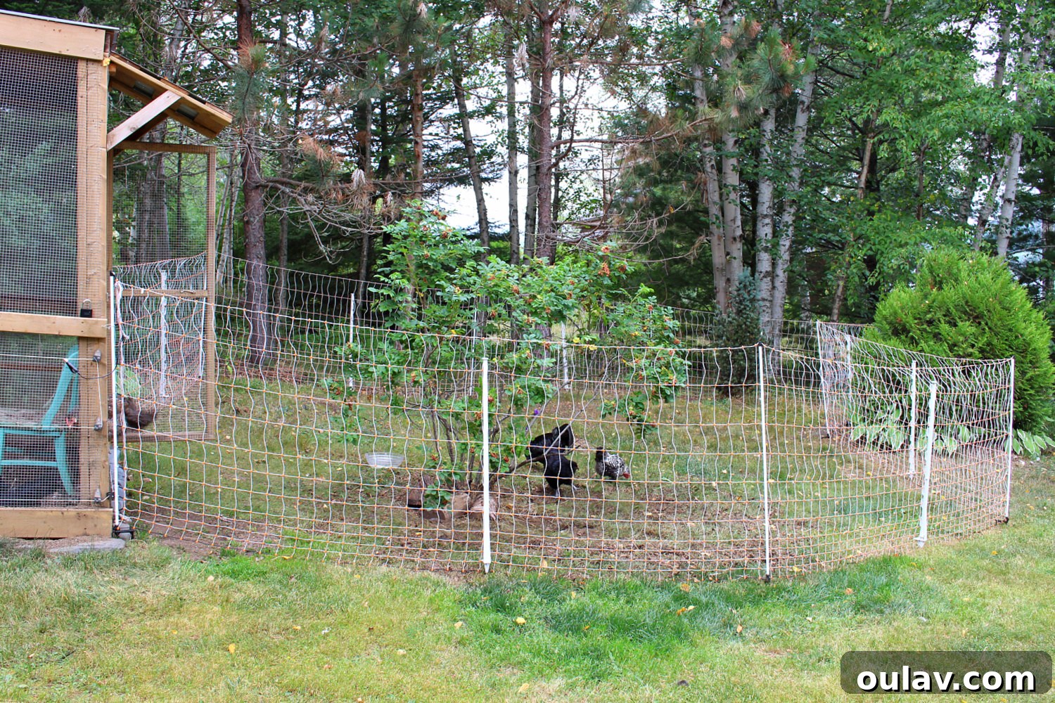 How to Keep Free Ranging Chickens Safe