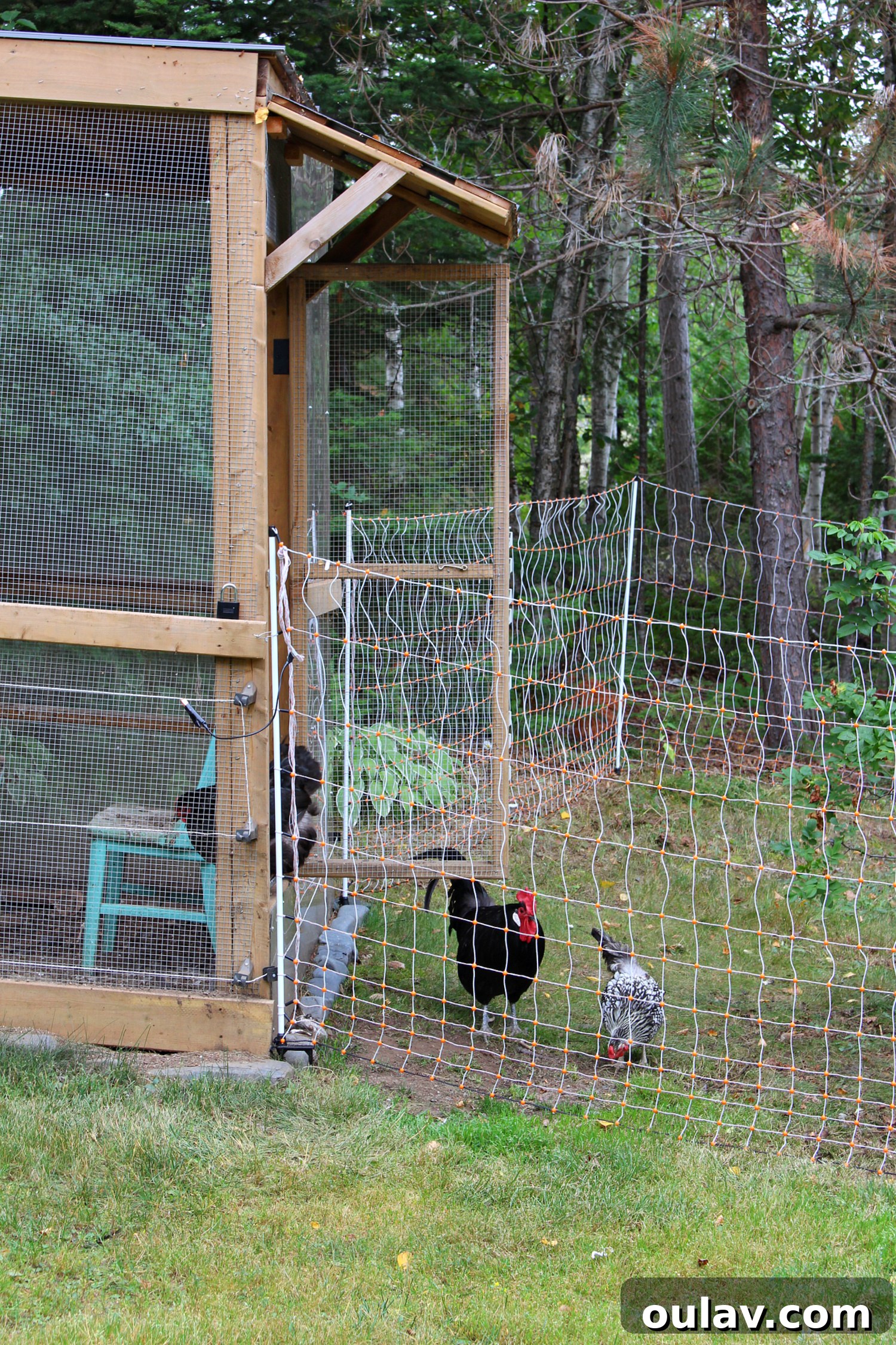 Protecting Your Free-Range Flock 13 Chicken Run Protected From Predators