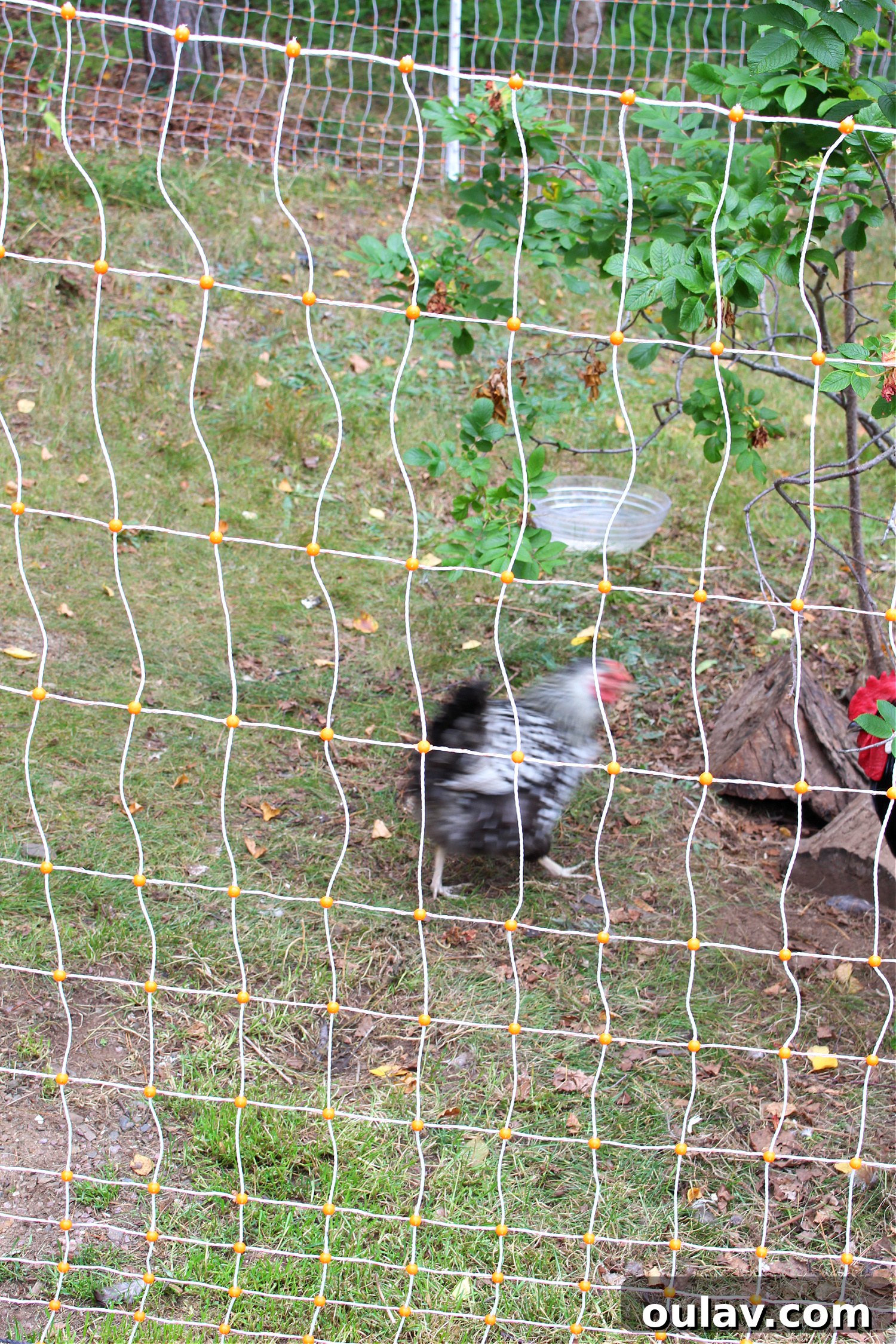 Protecting Your Free-Range Flock 15 Portable Electric Fencing for Chickens