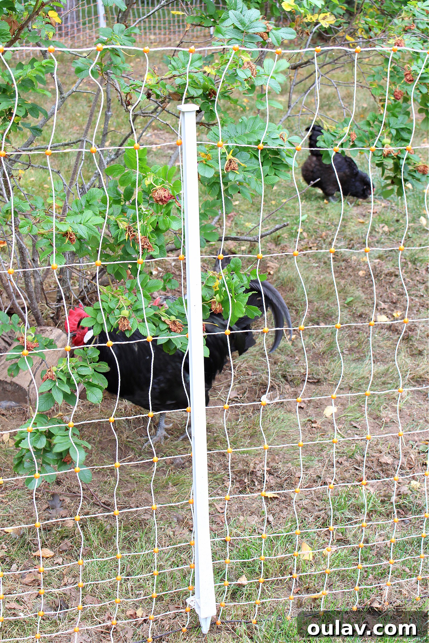 Protecting Your Free-Range Flock 17 Portable Electric Fence for Chickens