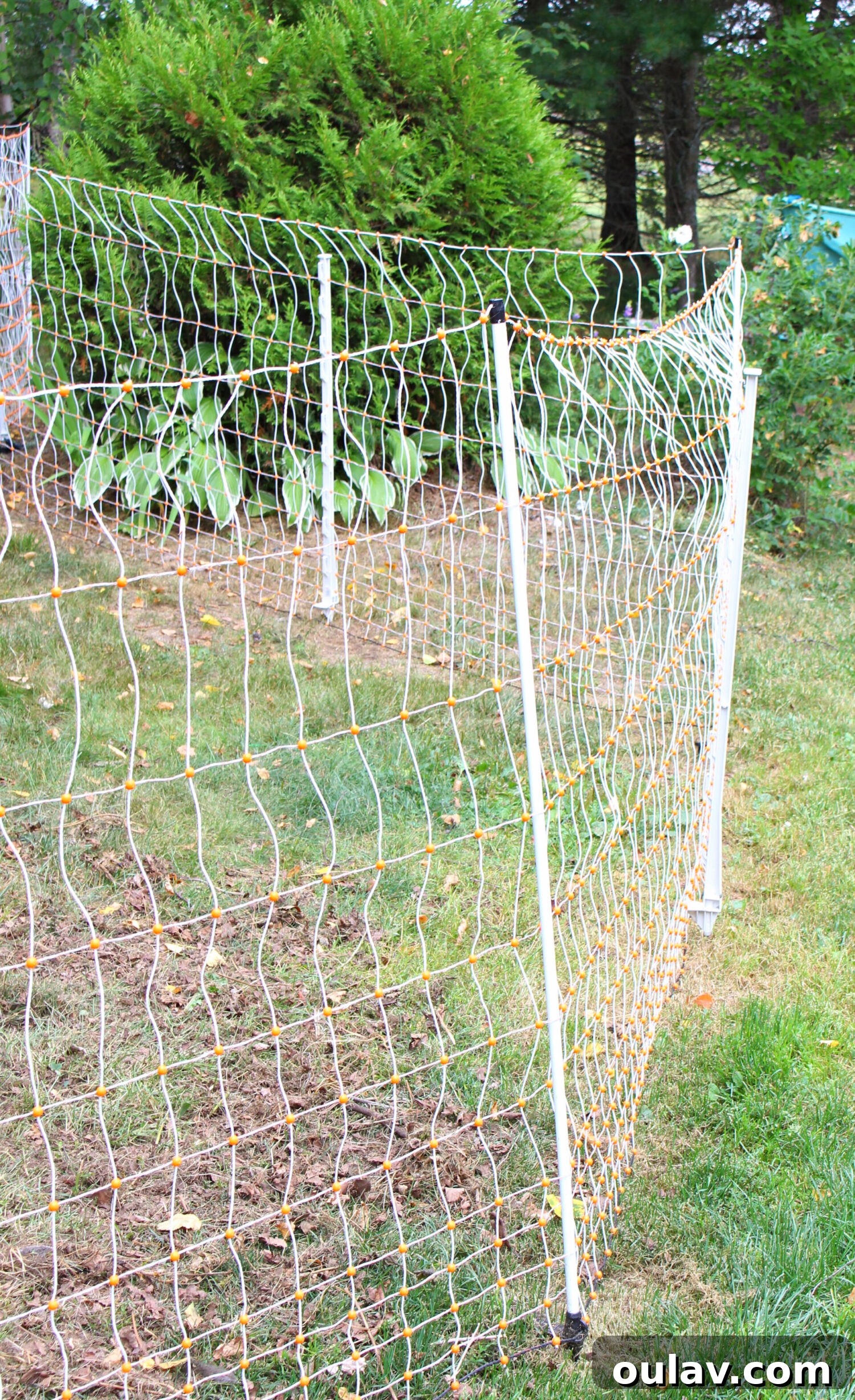 Protecting Your Free-Range Flock 18 How to Keep Free Ranging Chickens Safe
