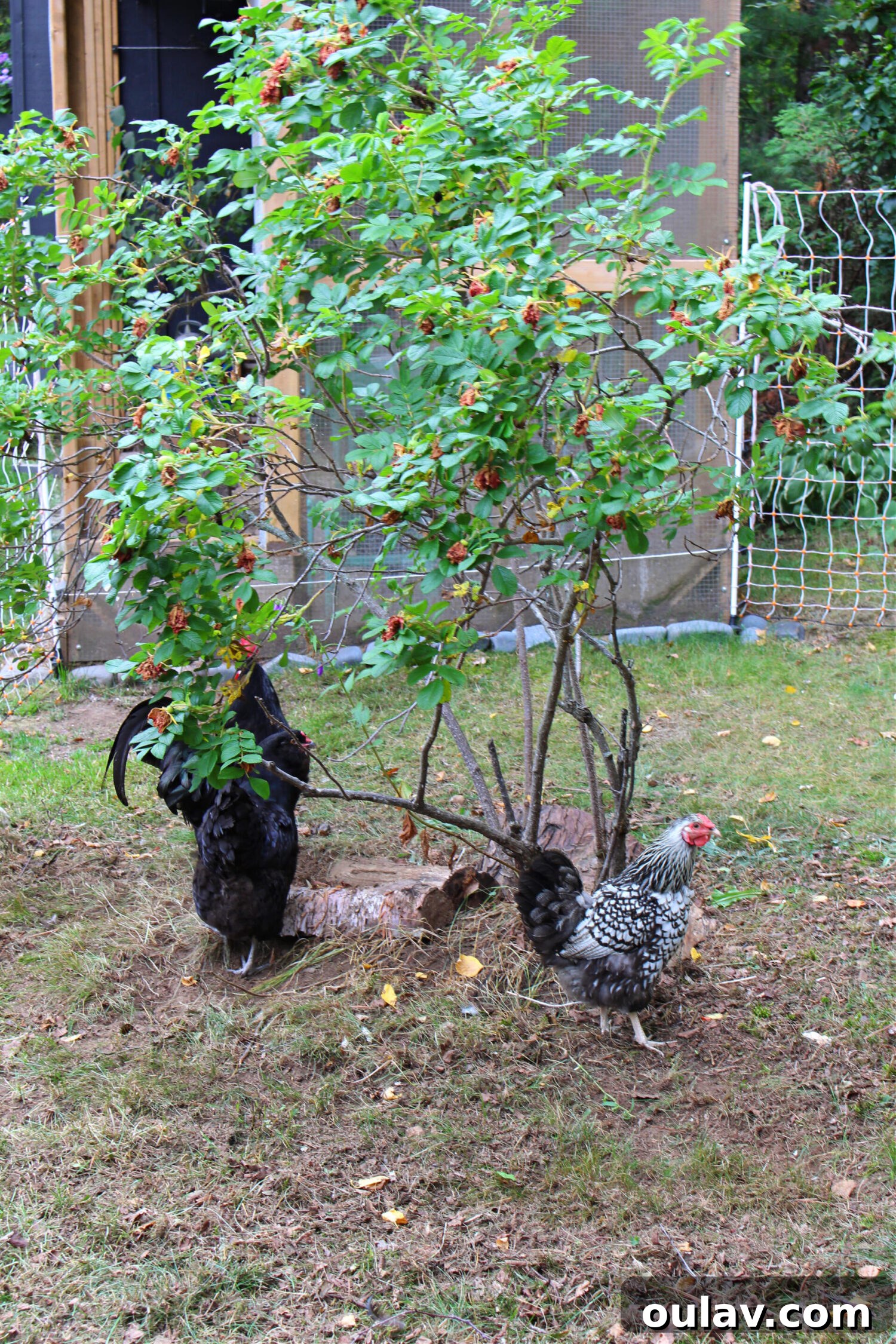Protecting Your Free-Range Flock 20 Chickens Under a Rose Bush