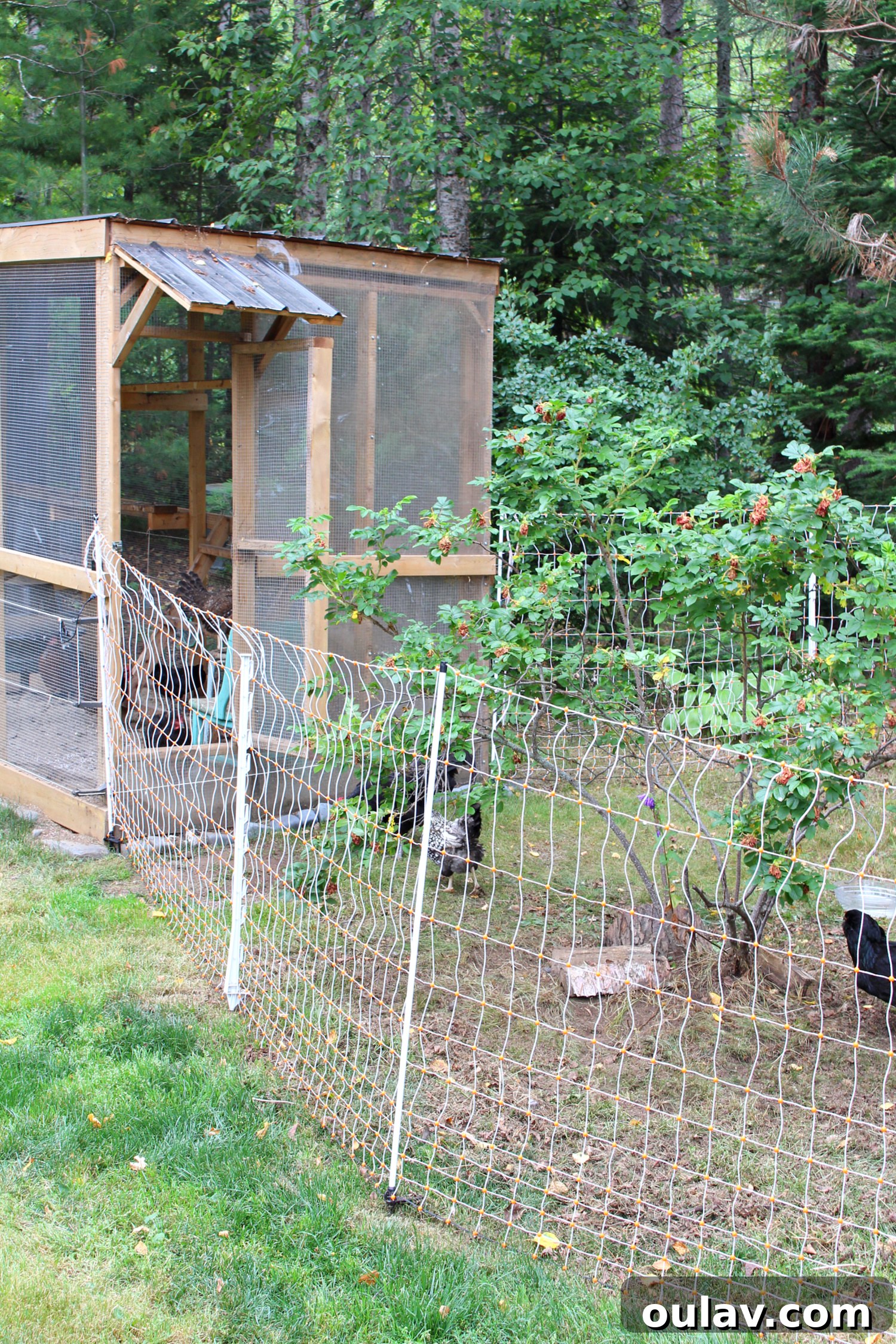 Protecting Your Free-Range Flock 22 How to Keep Free Ranging Chickens Safe