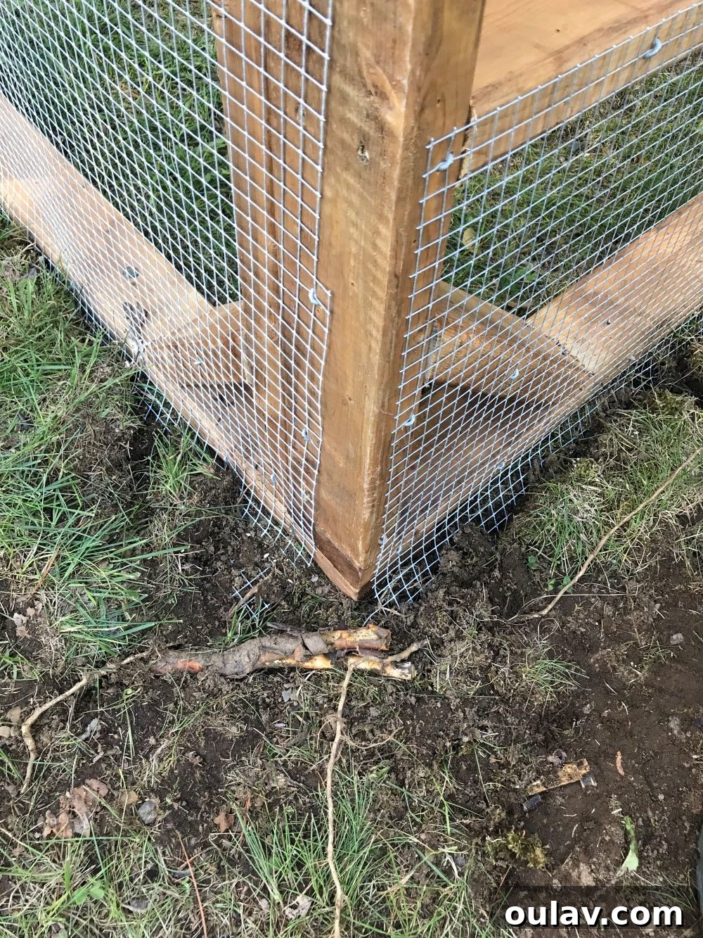 Protecting Your Free-Range Flock 5 Building a Predator Resistant Chicken Run