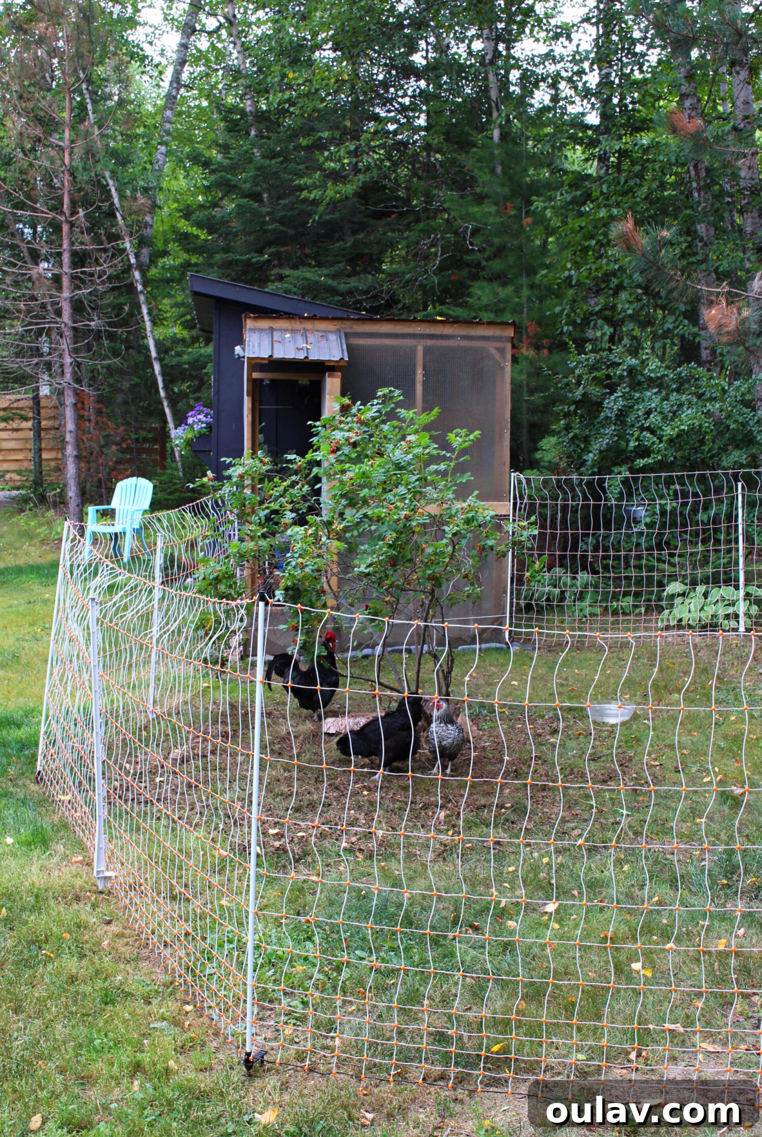 Protecting Your Free-Range Flock 6 Electric Fencing for Chickens