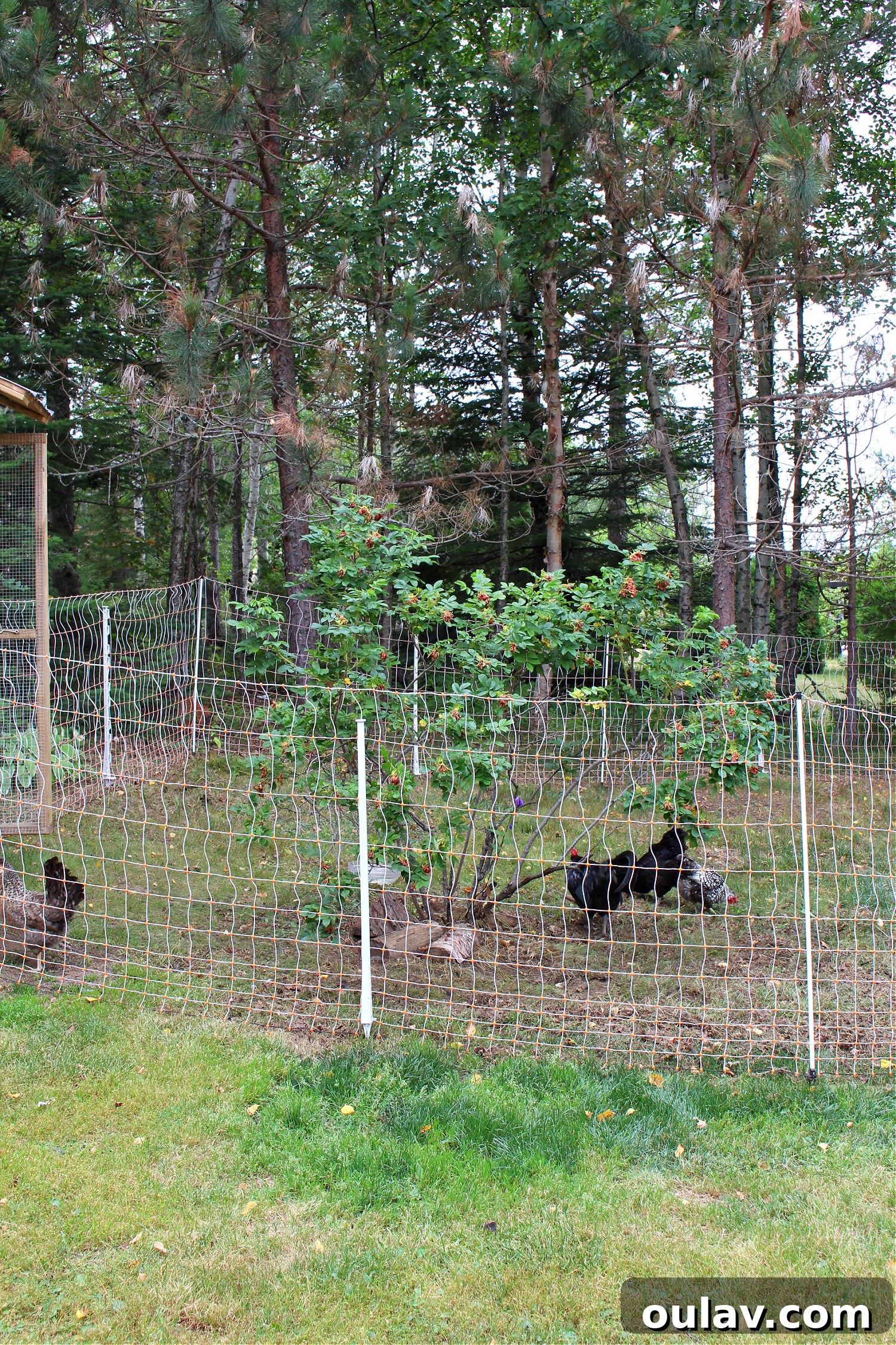 Protecting Your Free-Range Flock 7 How to Keep Free Ranging Chickens Safe