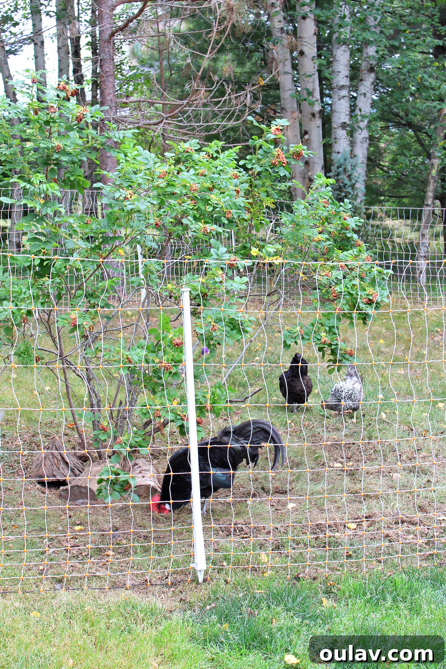 Protecting Your Free-Range Flock 8 How to Keep Free Ranging Chickens Safe