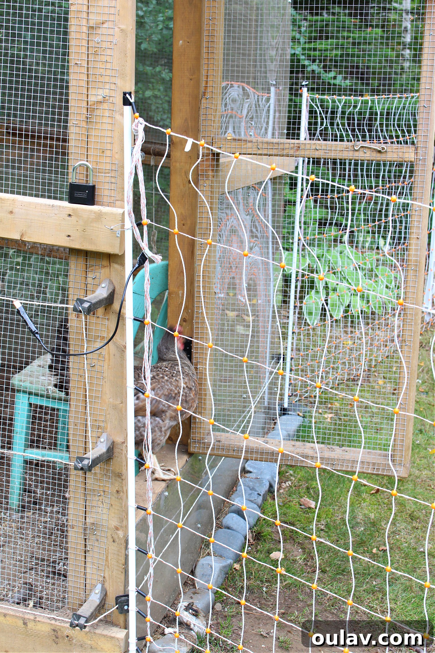 Protecting Your Free-Range Flock 9 Keeping Chickens Safe Outside