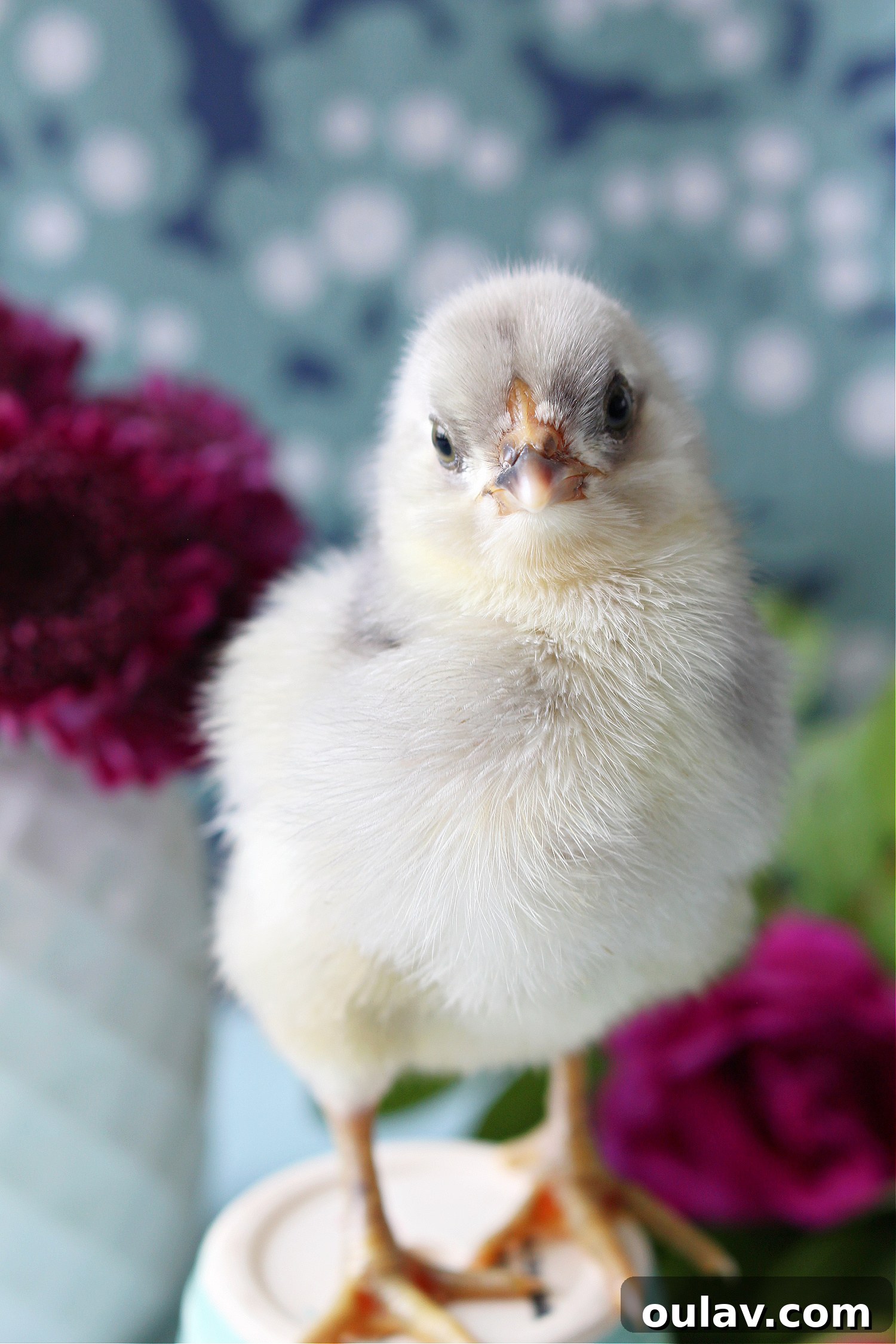 Spring Chick Photos and Farm Animal Cuteness