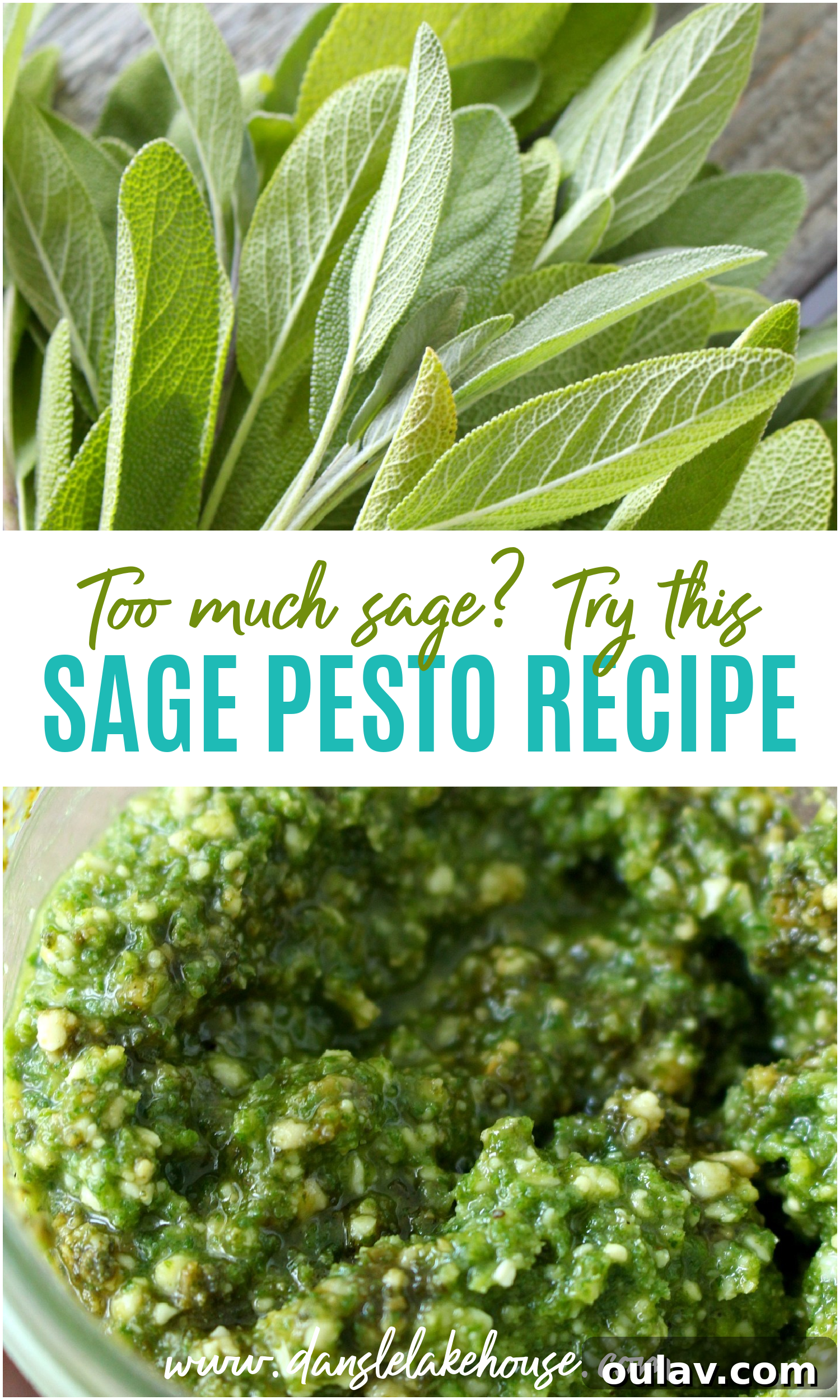 Sage Pesto Recipe Homemade and Easy