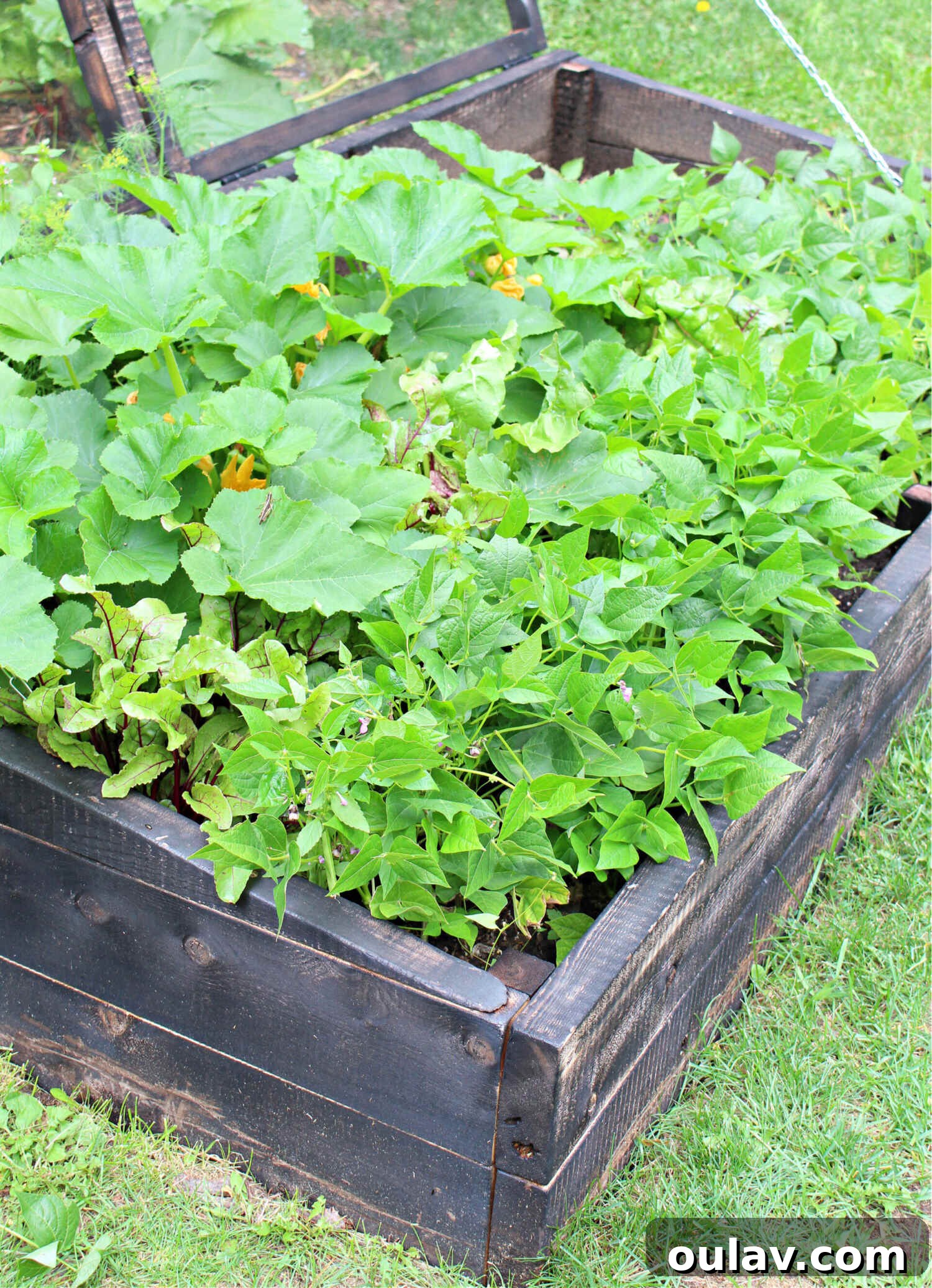 Cold Frame Garden Bed and Vegetarian Lifestyle