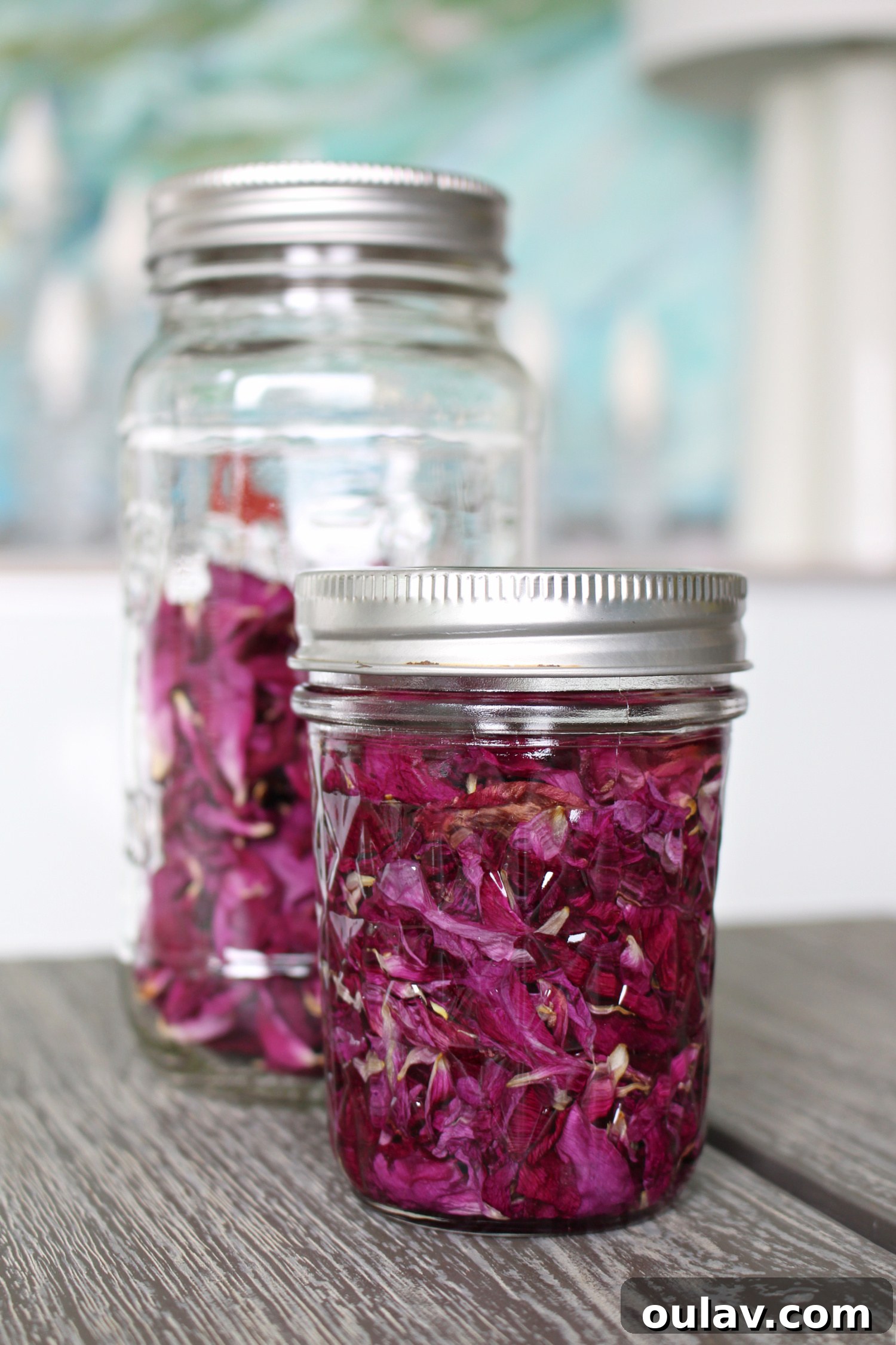 Radiant Roses: DIY Simmered Facial Mist 13 Rose petals infusing in oil for a different DIY project, showing a contrast to rose water.