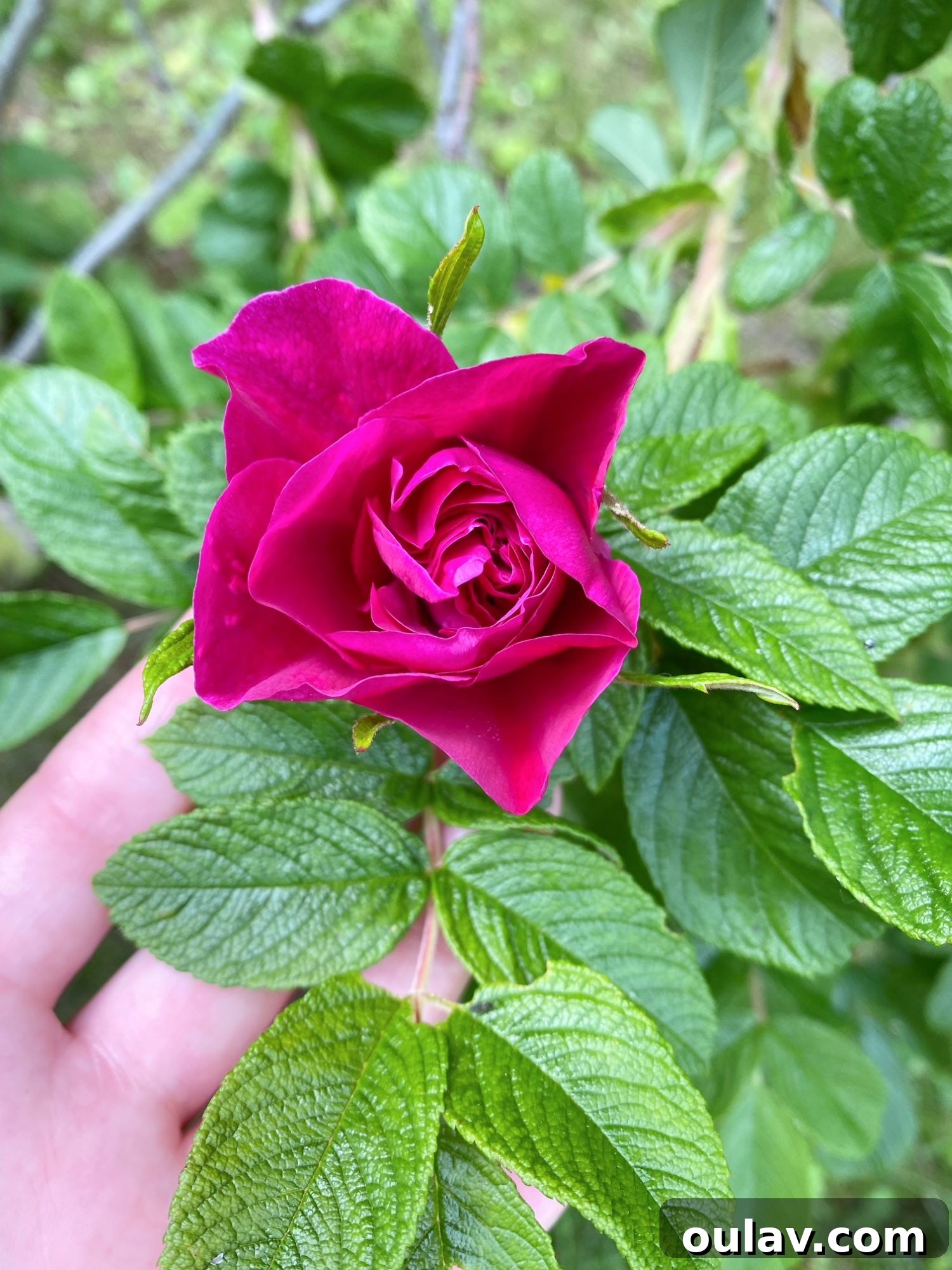Radiant Roses: DIY Simmered Facial Mist 3 Fresh rose petals being added to a pot for making rose water.