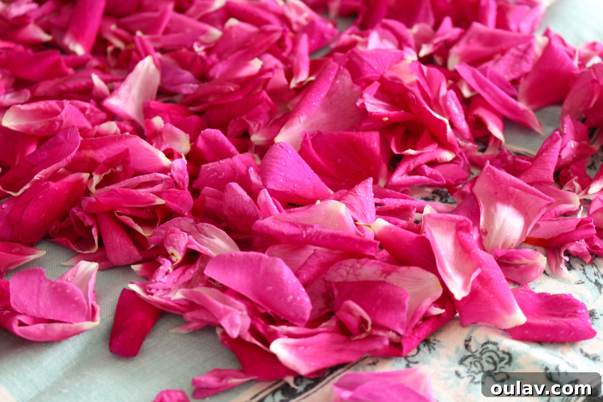 Removing rose petals from fresh roses and rinsing them for rose water preparation.