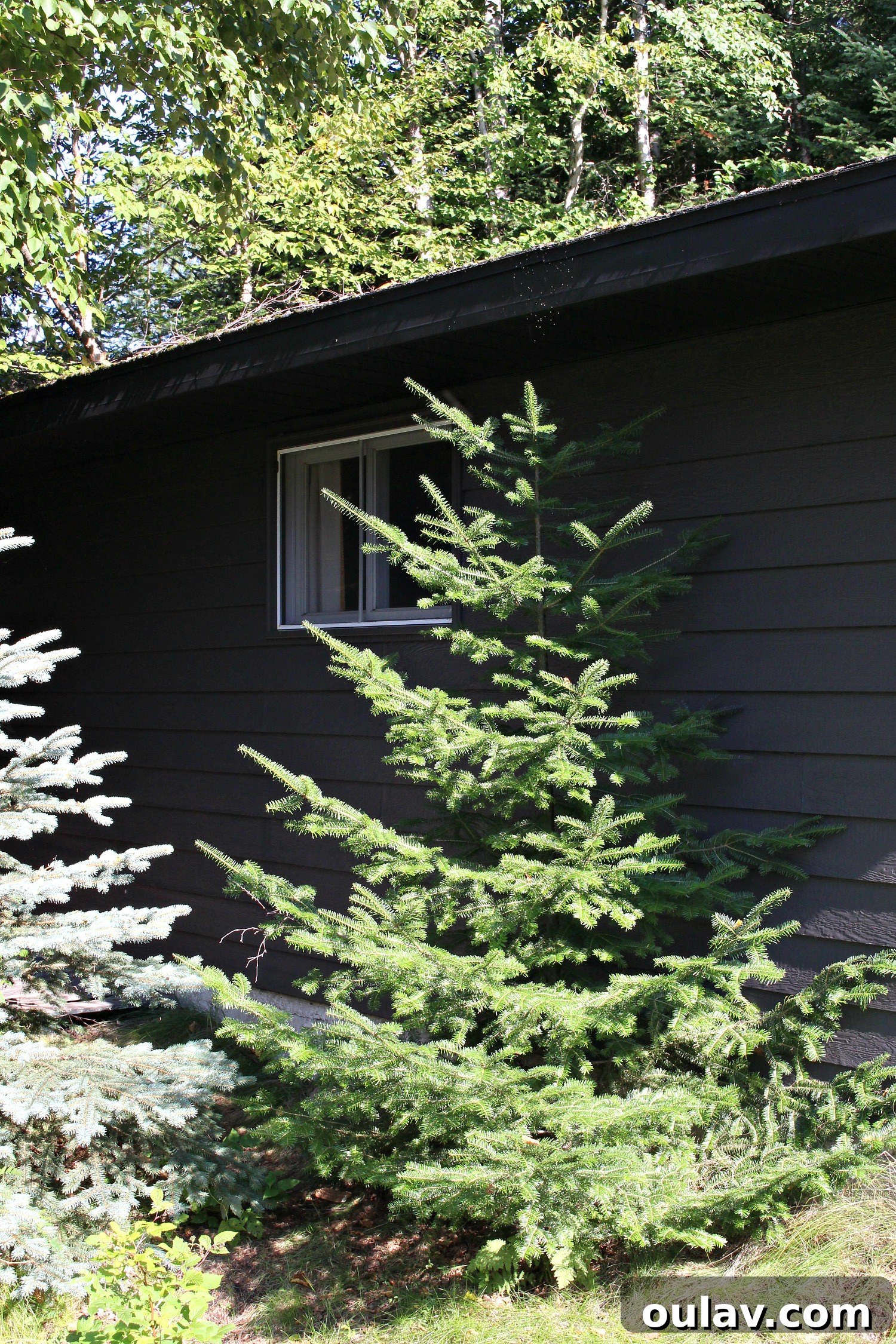 Mastering Garage Siding Paint: Wagner Control Pro 150 Put to the Test 12 Garage Makeover: Painting Siding with a Paint Sprayer (Wagner Control Pro 150 Review)
