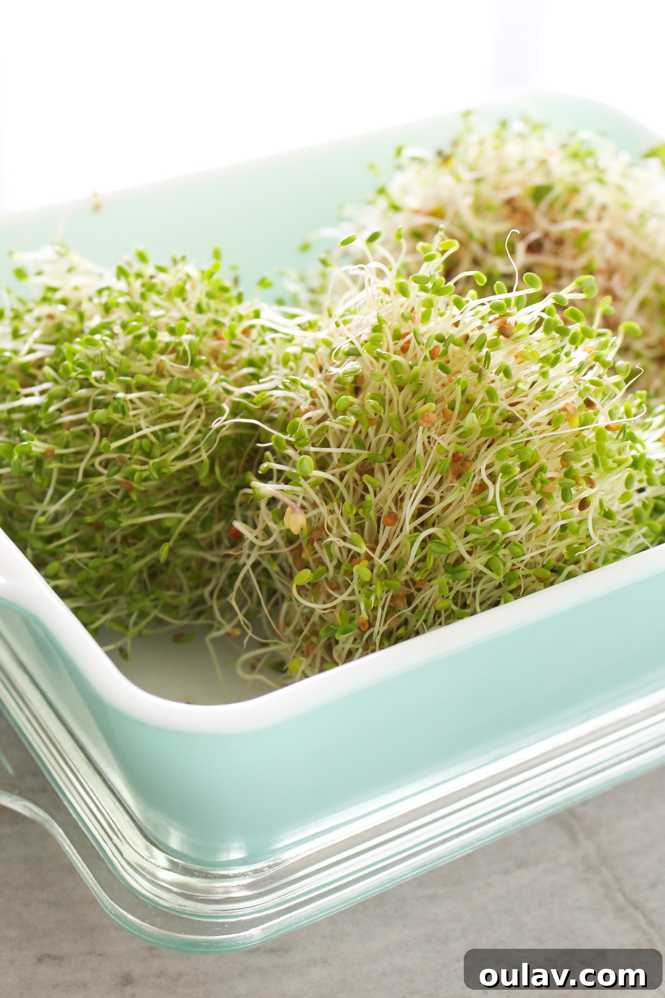 Grow Fresh Sprouts at Home 11 How to Properly Store Sprouts