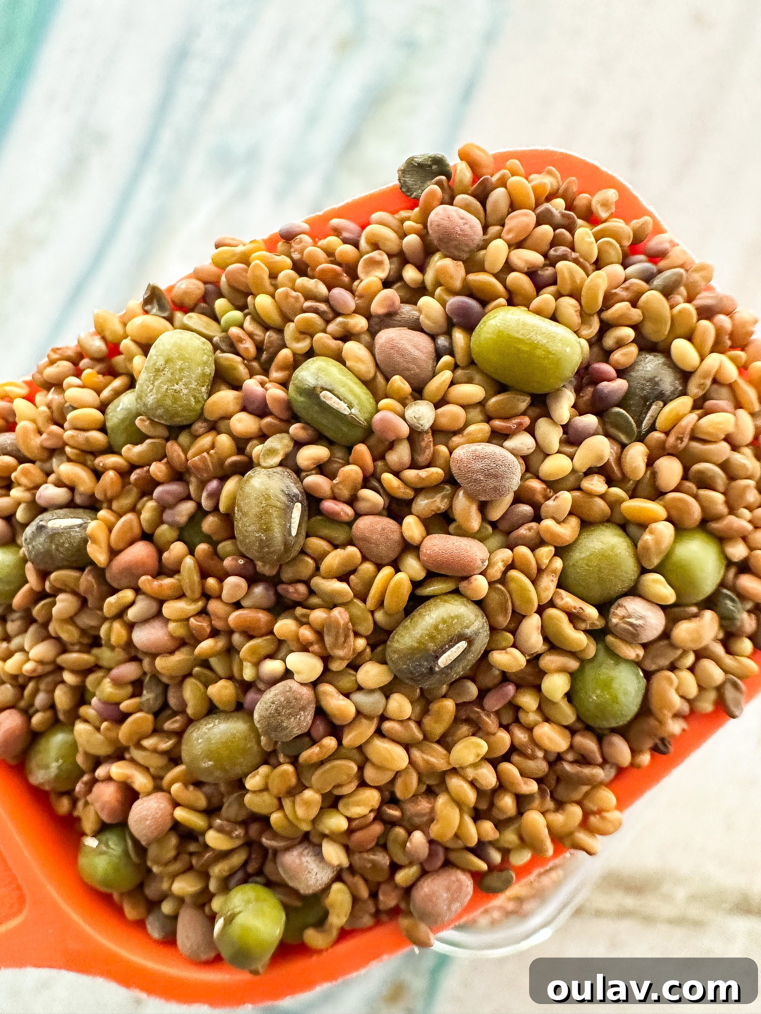 Grow Fresh Sprouts at Home 12 Sandwich boost sprout mix: alfalfa, mung beans, red clover, and red radish