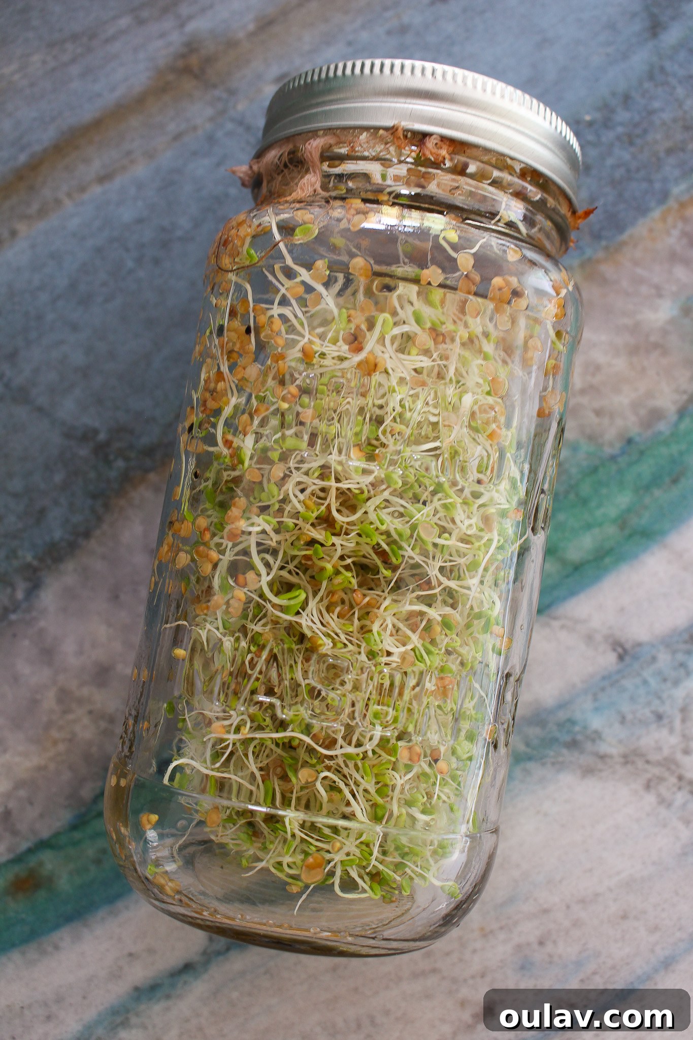 Grow Fresh Sprouts at Home 13 How to Grow Sprouts at Home