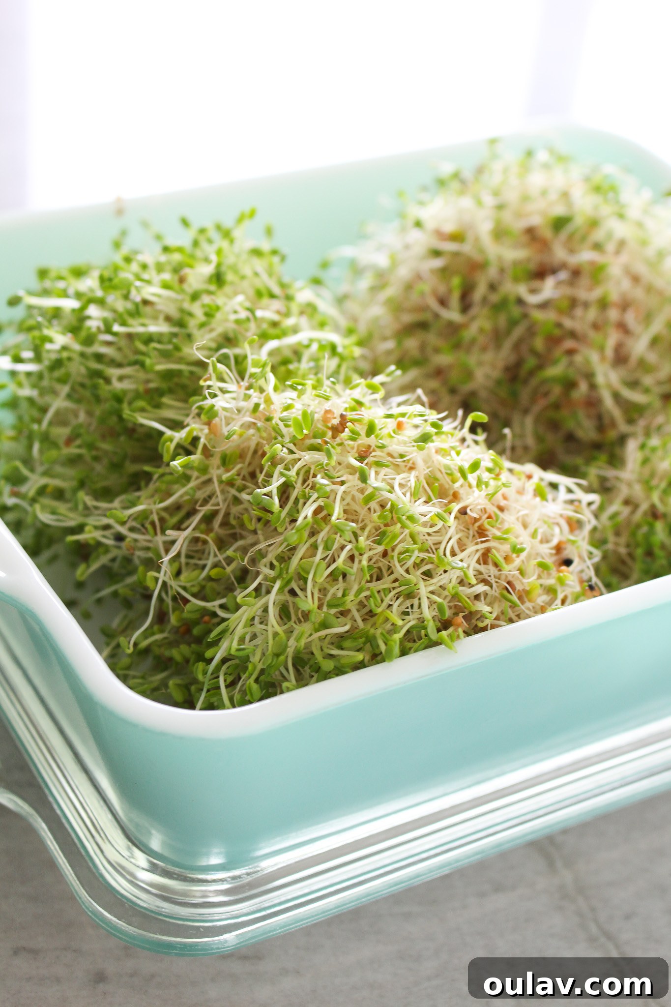 Grow Fresh Sprouts at Home 14 Why Eat Sprouts as Opposed to the Plant They Came From?