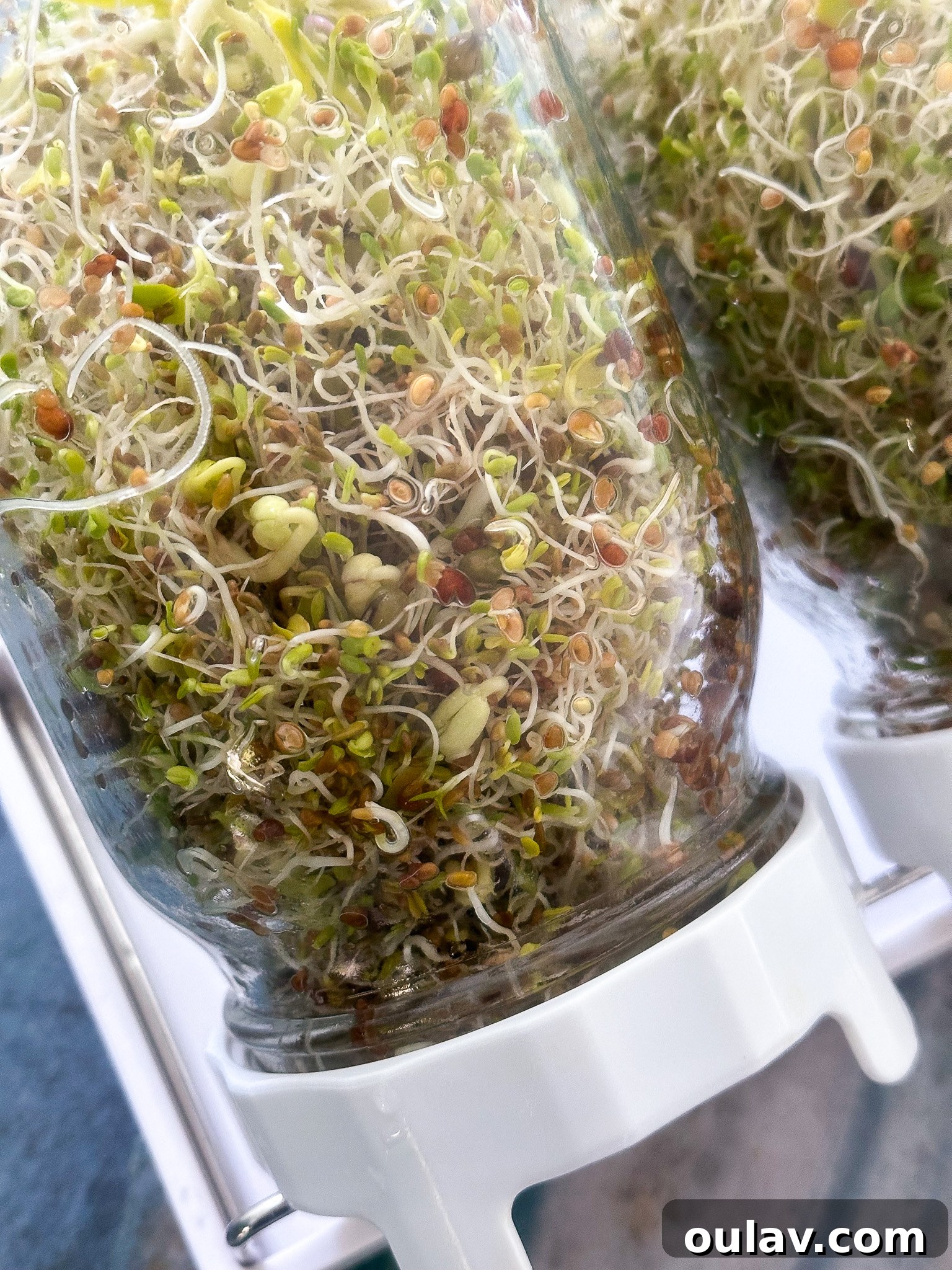Grow Fresh Sprouts at Home 15 What is So Special About Sprouts?