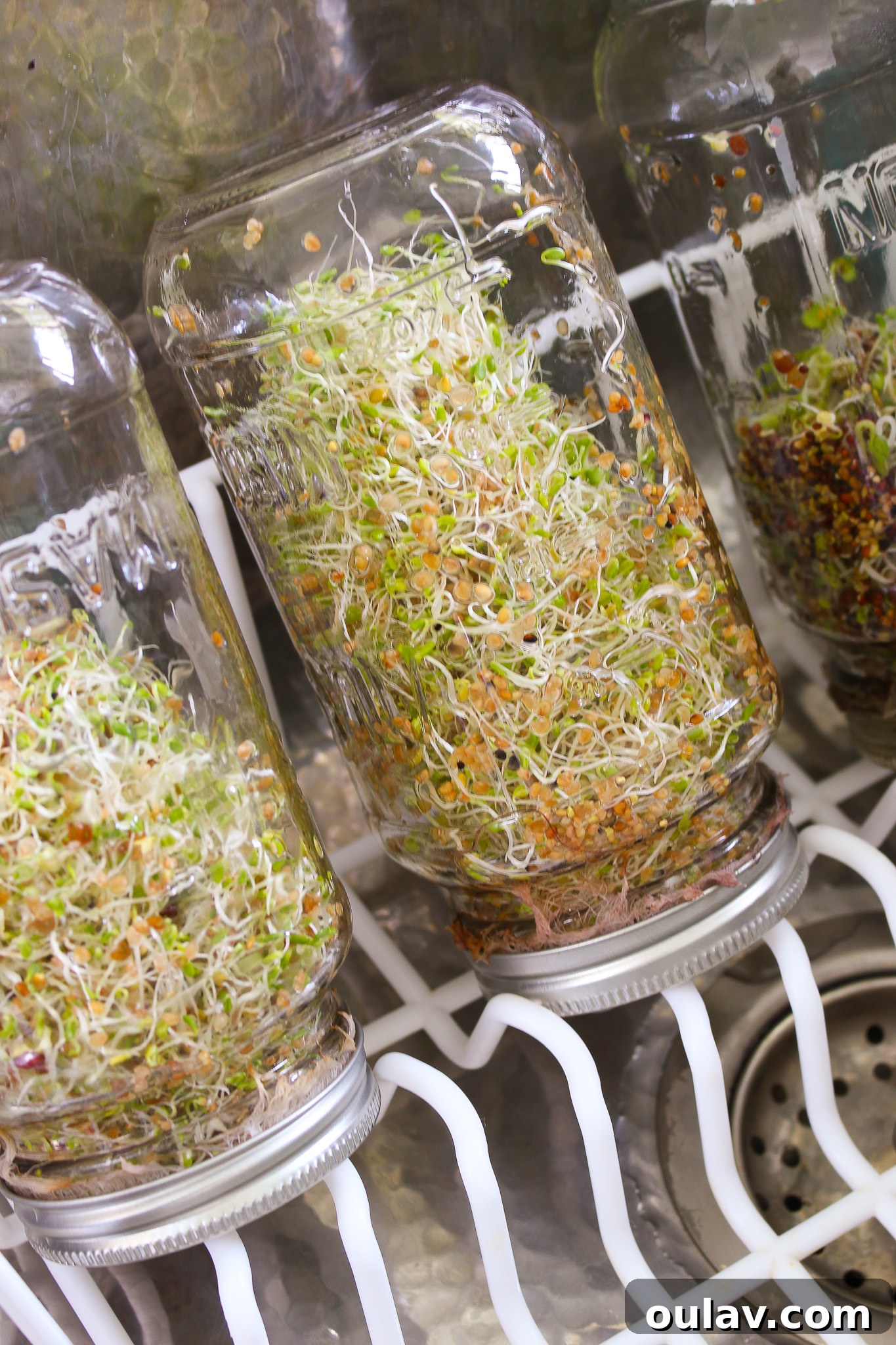 Grow Fresh Sprouts at Home 16 Safety Concerns Regarding Home Grown Sprouts