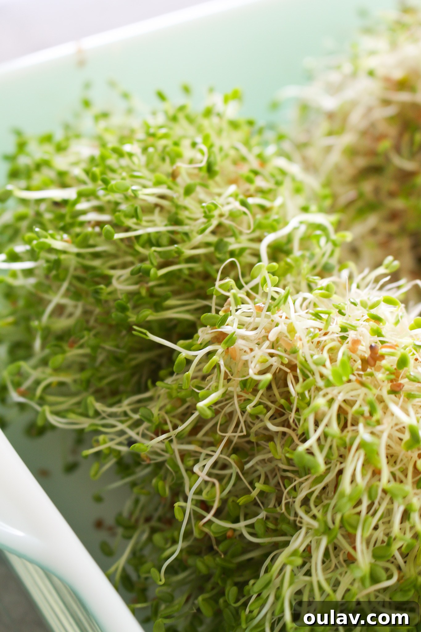 Grow Fresh Sprouts at Home 17 Who Should Avoid Eating Sprouts?