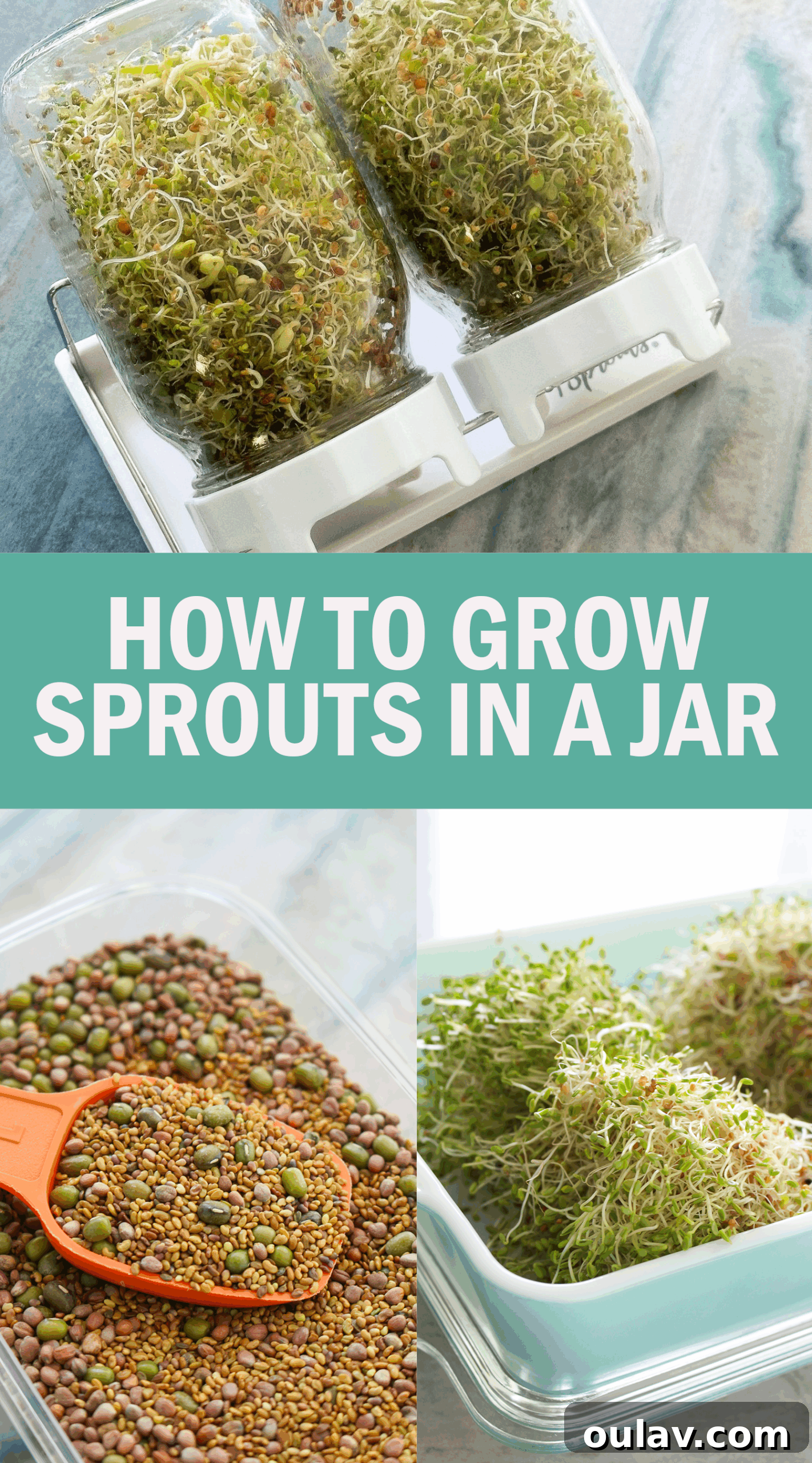 Grow Fresh Sprouts at Home 18 How to Grow Sprouts in a Jar: Tips, Sprout Kit Review, and More!