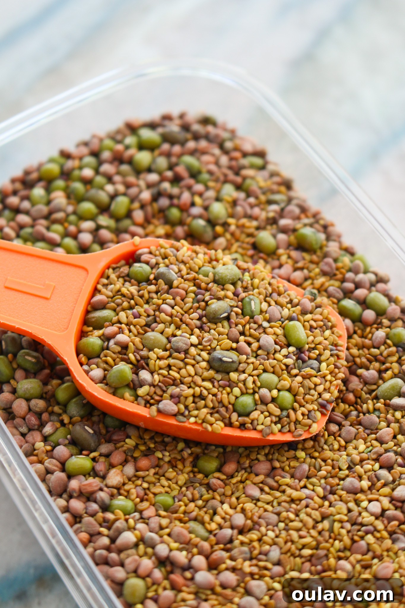 Grow Fresh Sprouts at Home 3 How to Grow Sprouts at Home