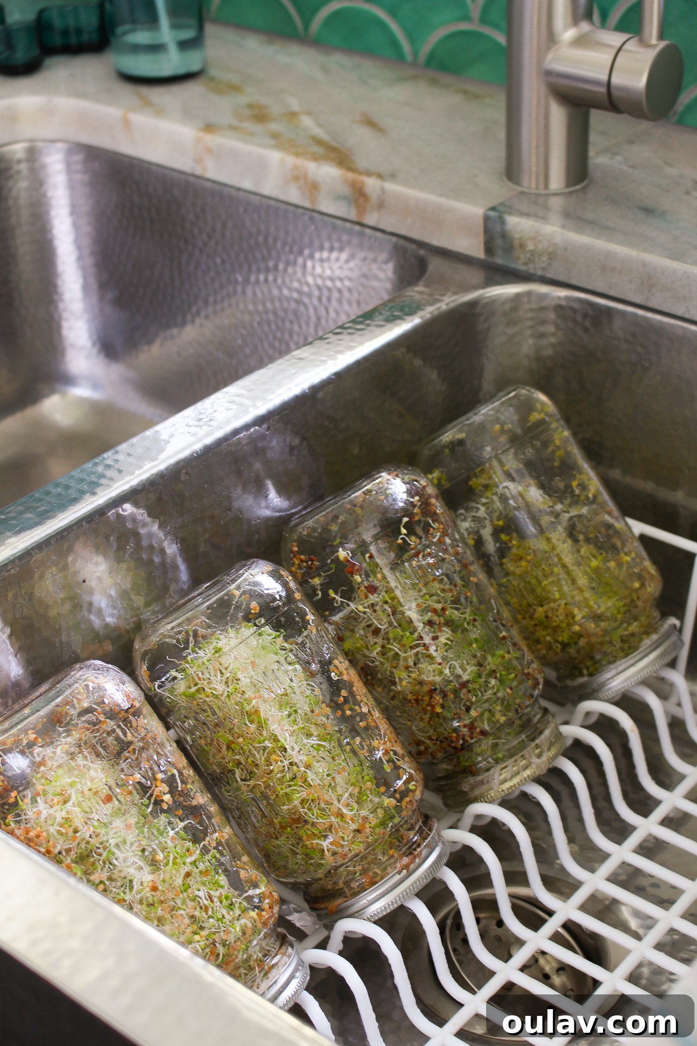Grow Fresh Sprouts at Home 4 How to Grow Sprouts in Jars