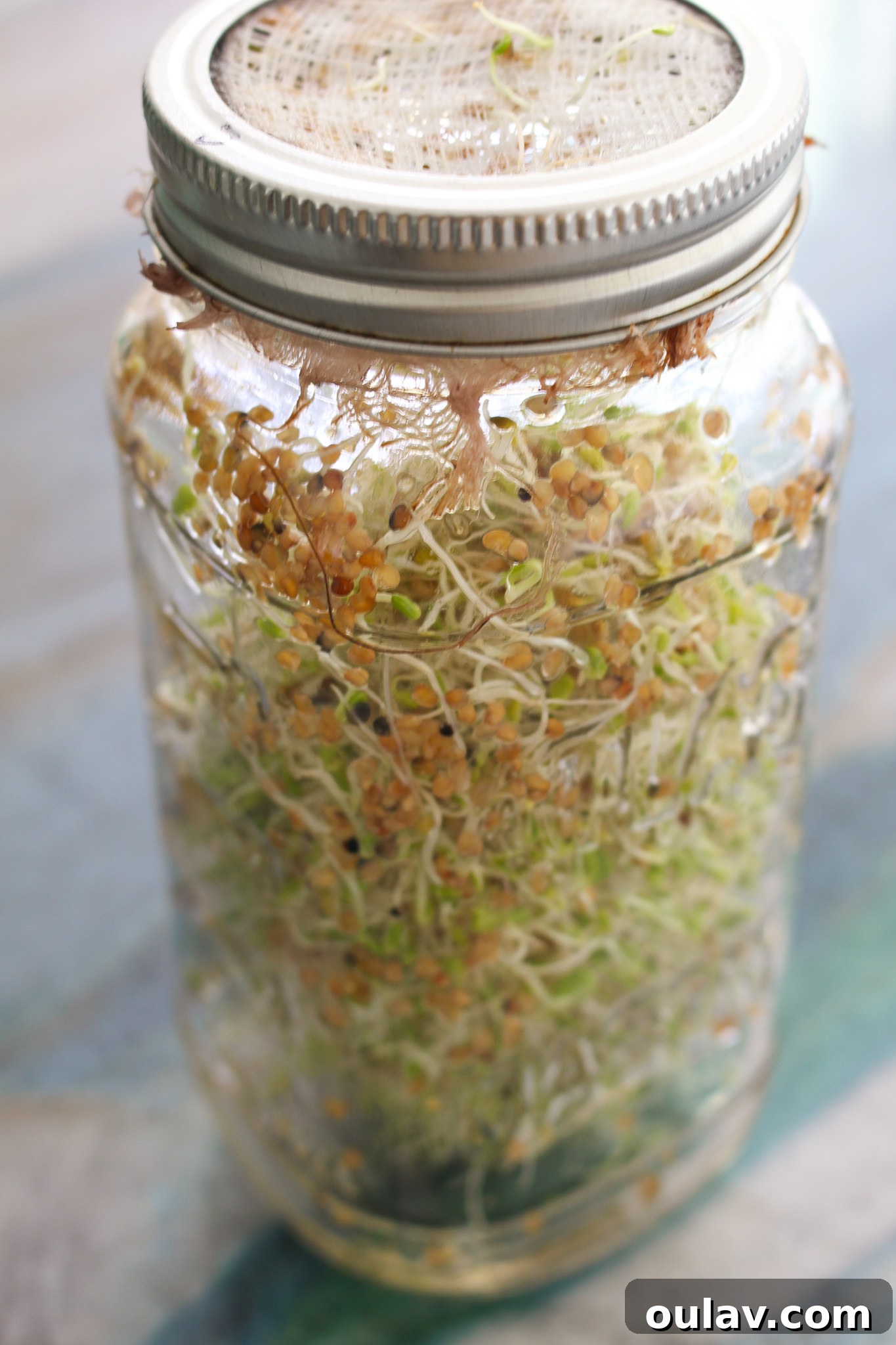 Grow Fresh Sprouts at Home 6 Jars for Growing Sprouts