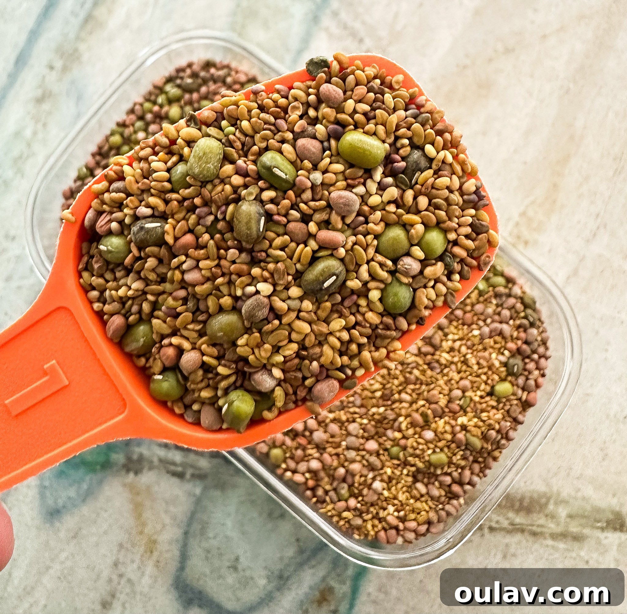 Grow Fresh Sprouts at Home 8 alfalfa, mung beans, red clover, and red radish sprout seeds