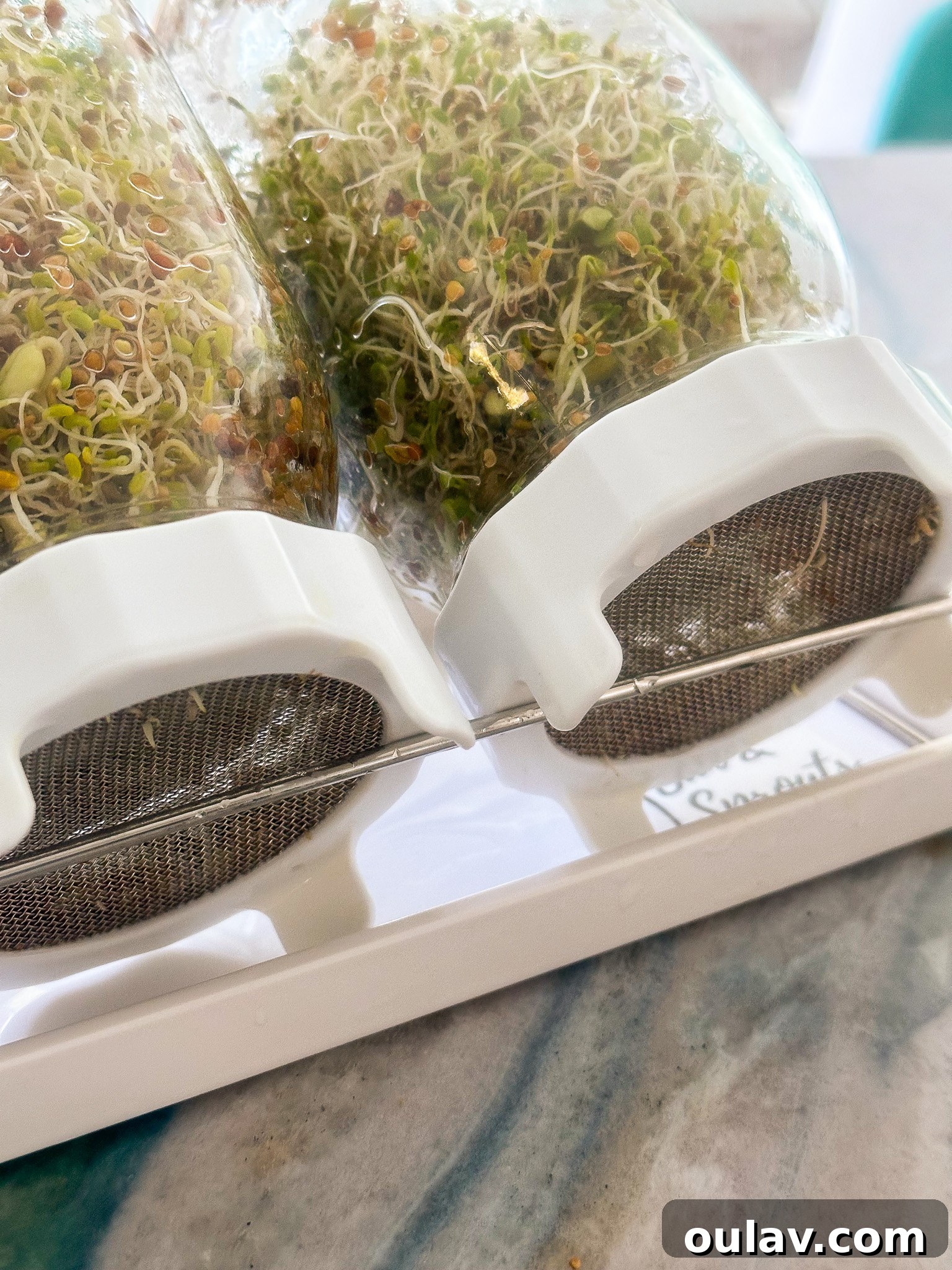 Grow Fresh Sprouts at Home 10 How to Grow Sprouts in Jars Safely