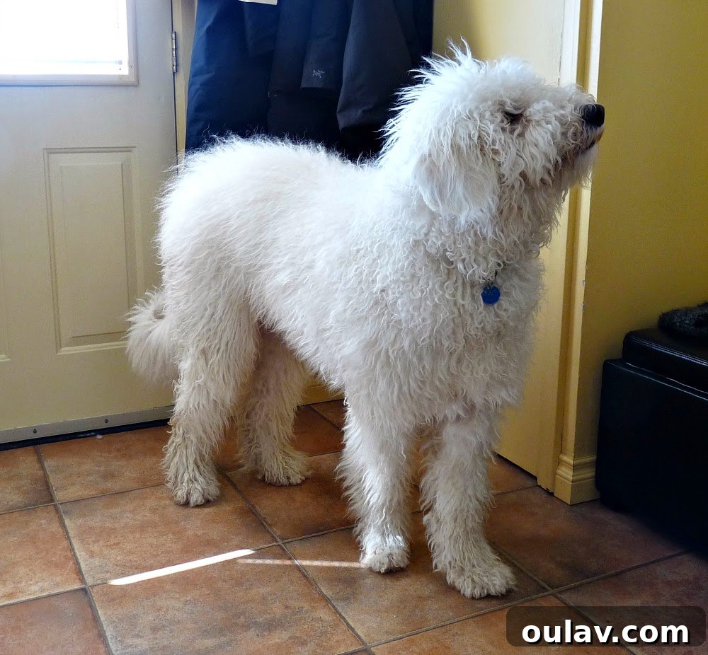 Komondor puppy with a long, shaggy coat before shaving.