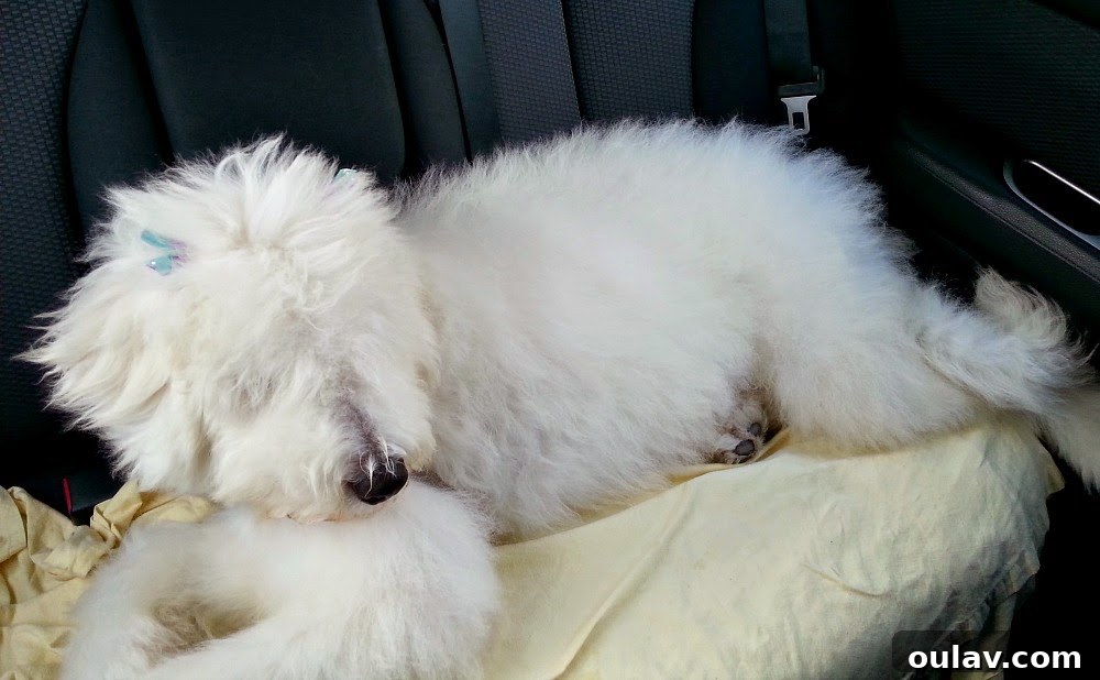 Komondor puppy with a brushed-out, fluffy coat after a groomer's bath.