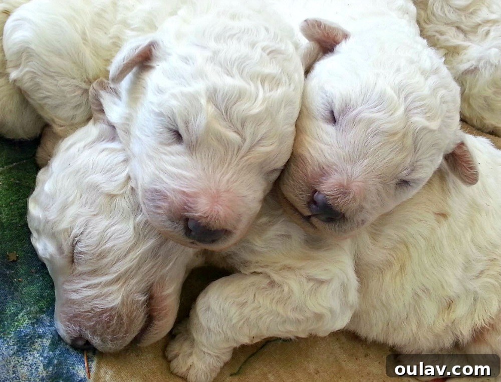 What Does a Komondor Puppy Look Like? A curly white coat and gentle eyes.