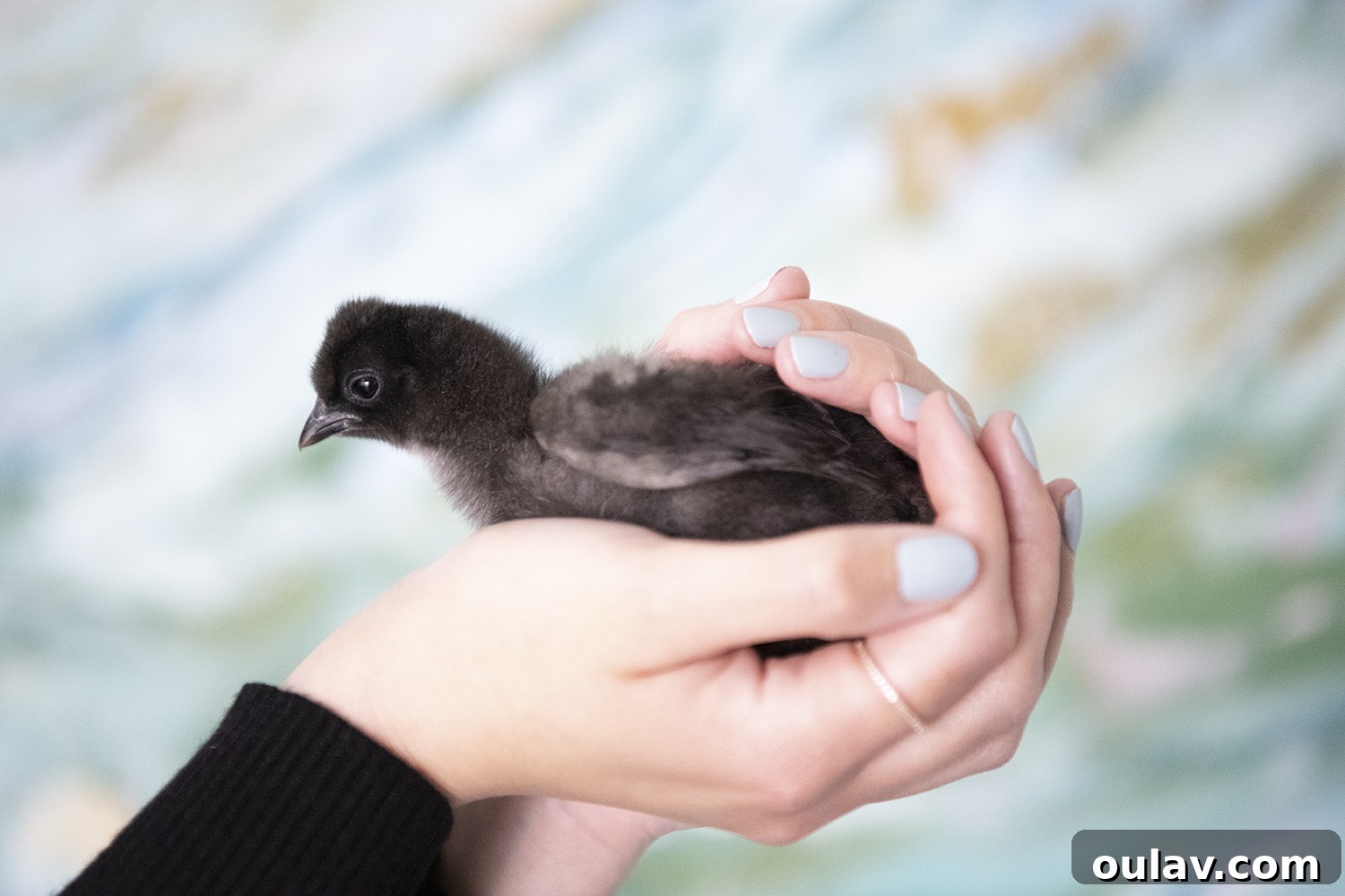 Close-up of Silkie chick, Coal, an adorable chicken model