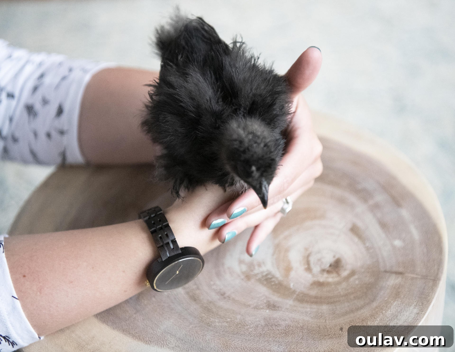 JORD Wood Watch Giveaway and Cassia Ebony Sable Hands-On Review 3 JORD Cassia Ebony Wood Watch: A Stylish Accessory for the Modern Chicken Lady