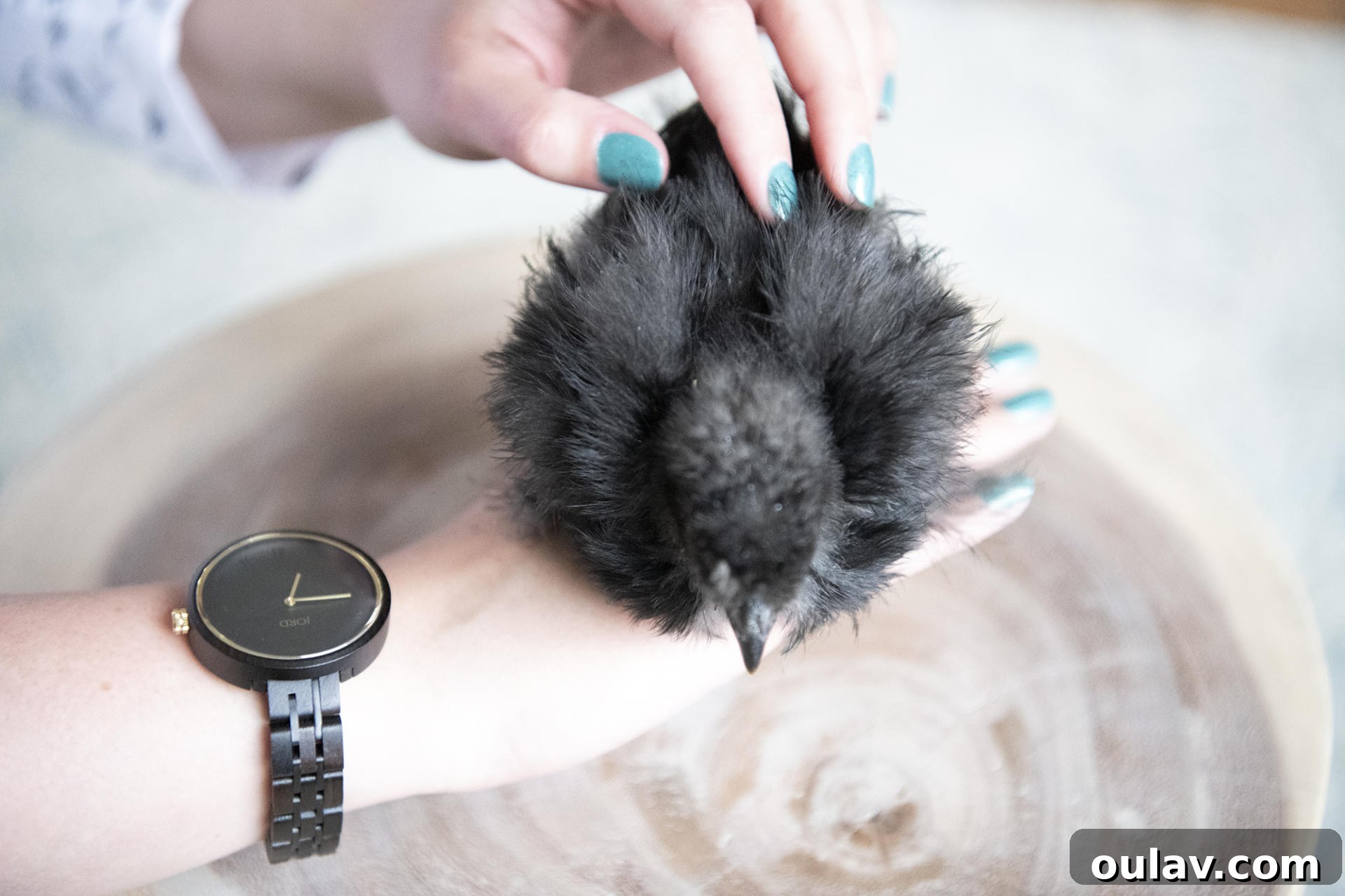 JORD Wood Watch Giveaway and Cassia Ebony Sable Hands-On Review 6 JORD Cassia Ebony & Sable: Close-up of the vintage-inspired dial