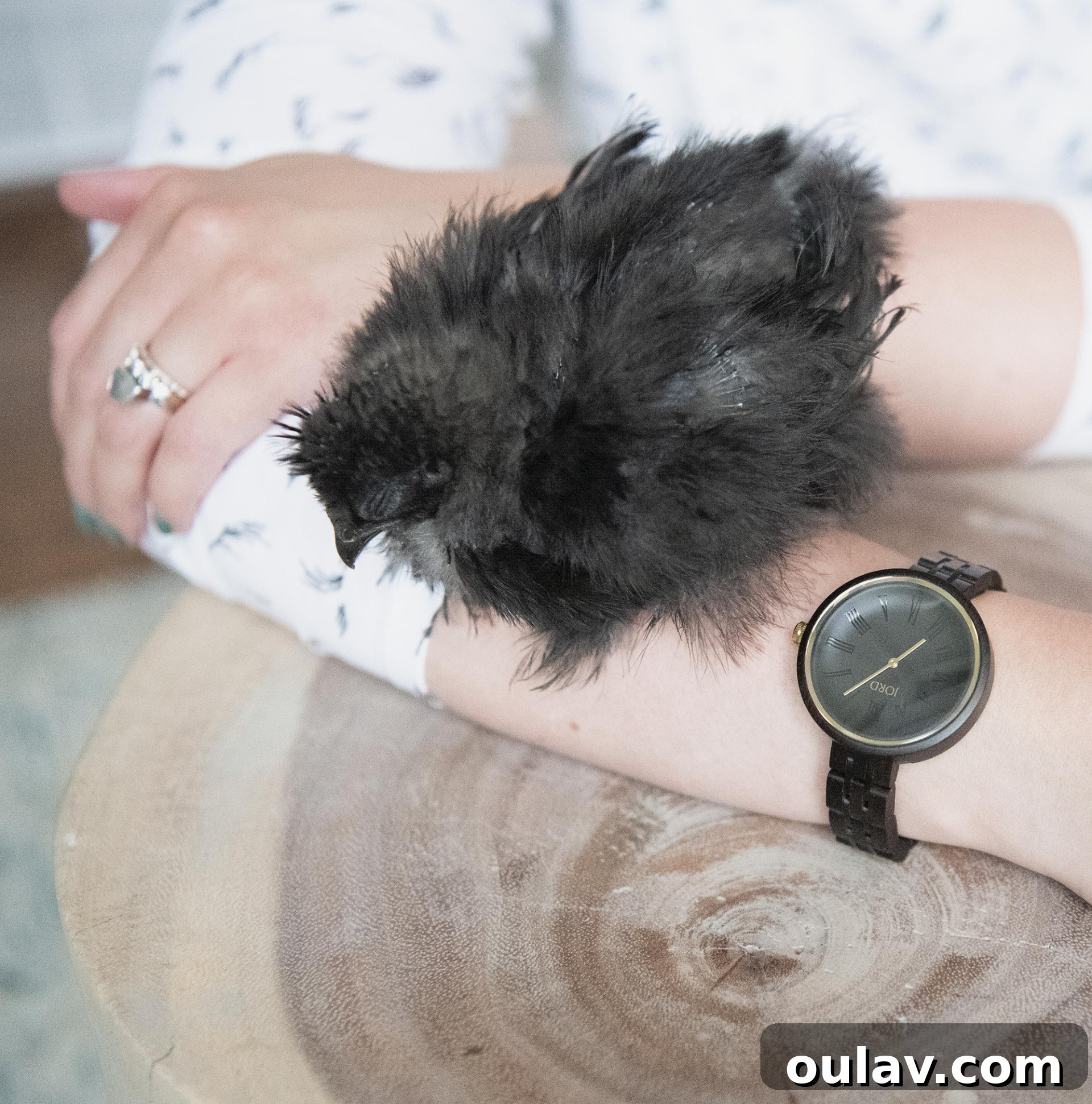 JORD Wood Watch Giveaway and Cassia Ebony Sable Hands-On Review 8 Detailed view of JORD Cassia watch strap and clasp