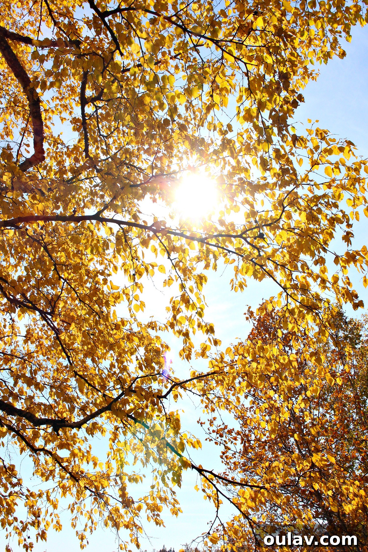 Beautiful autumn scene with fall decor for a chicken coop