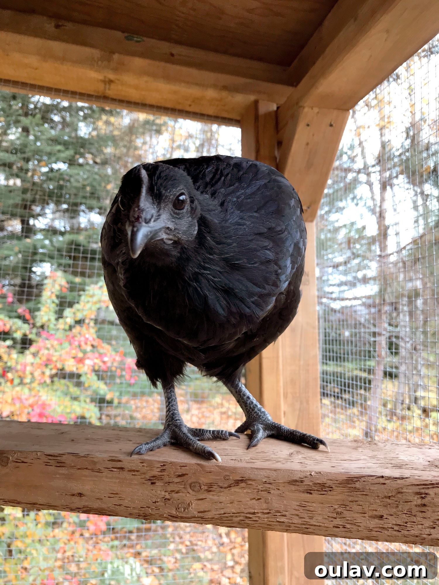 Jet My Sweet Ayam Cemani Hen Gone Too Soon 2 Jet, a beautiful Ayam Cemani hen, standing in a natural setting