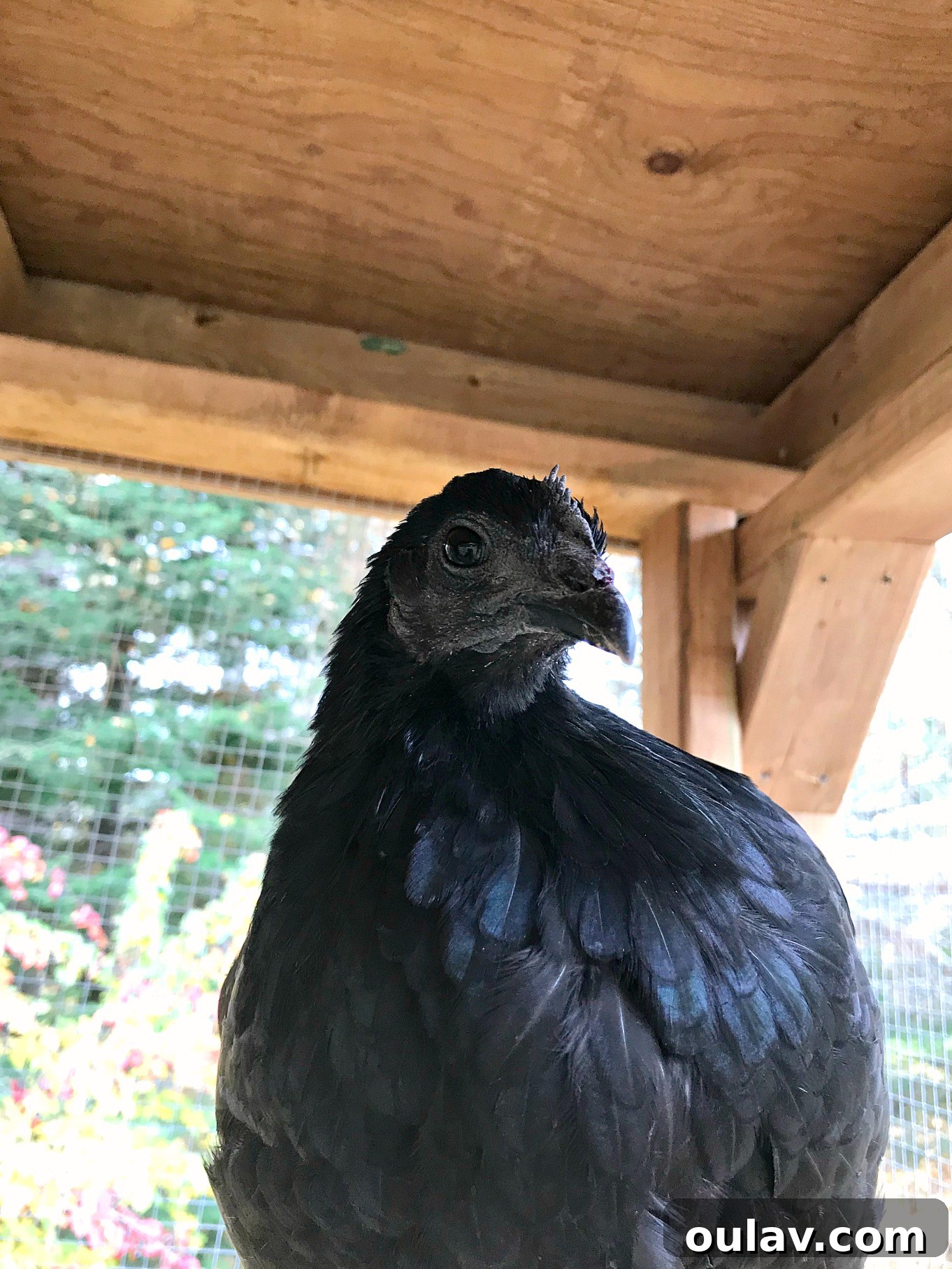 Jet My Sweet Ayam Cemani Hen Gone Too Soon 3 Close-up of Jet, the Ayam Cemani hen, with her dark feathers and comb