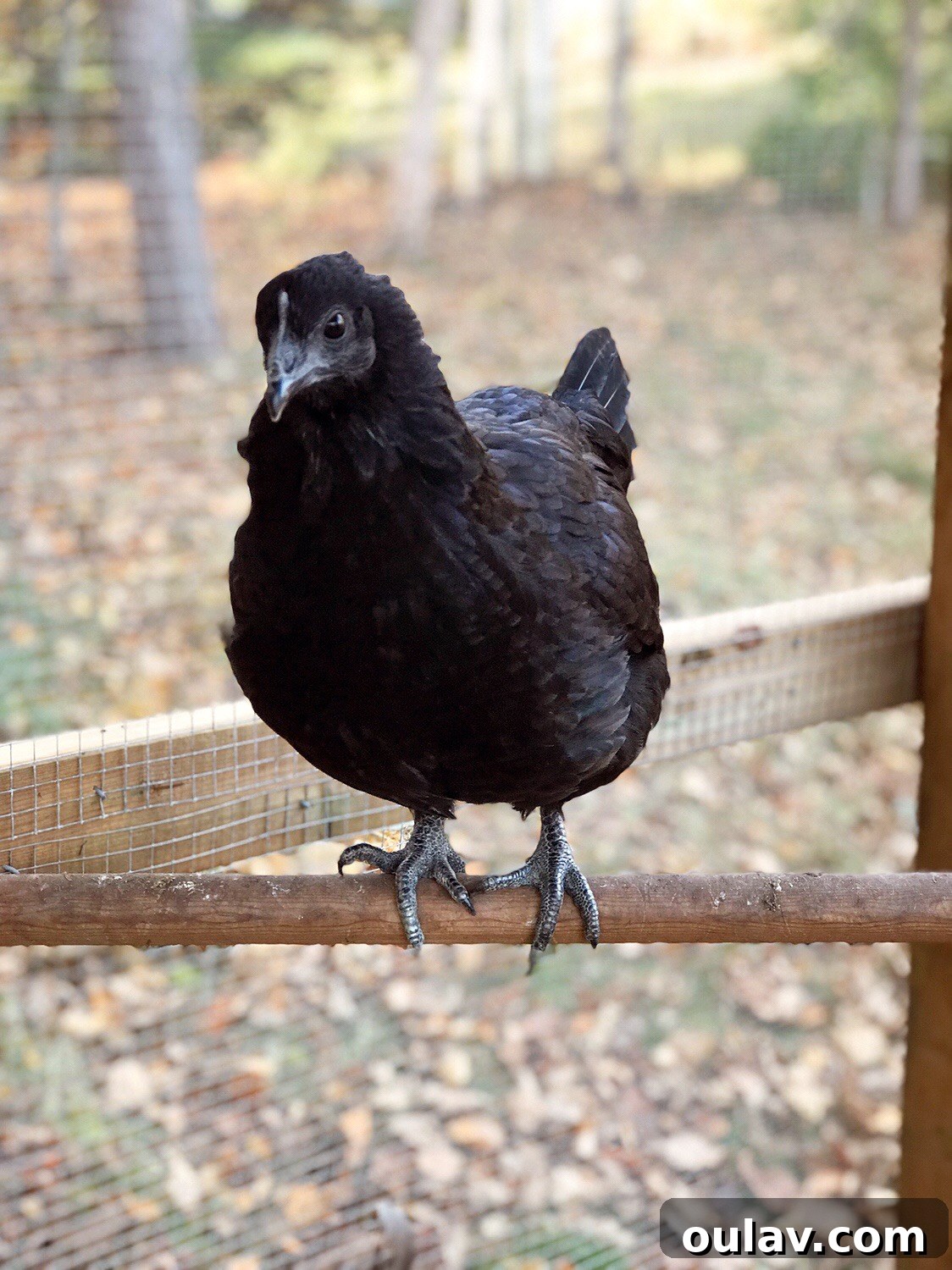 Jet My Sweet Ayam Cemani Hen Gone Too Soon 5 Jet, the Ayam Cemani hen, looking curious in the coop